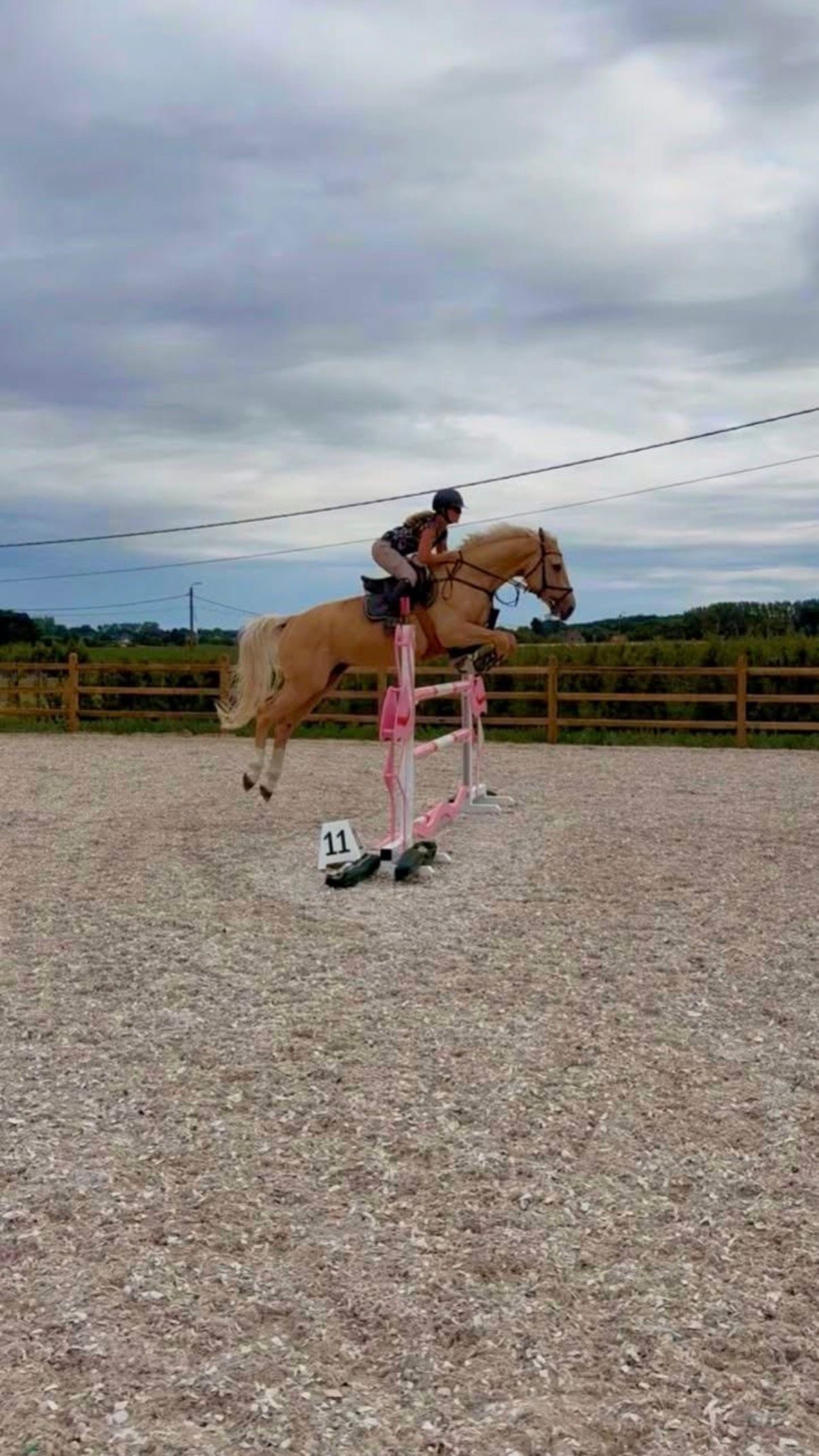 bwp springpaard ruin 8 years old palomino for sale - Photo 4
