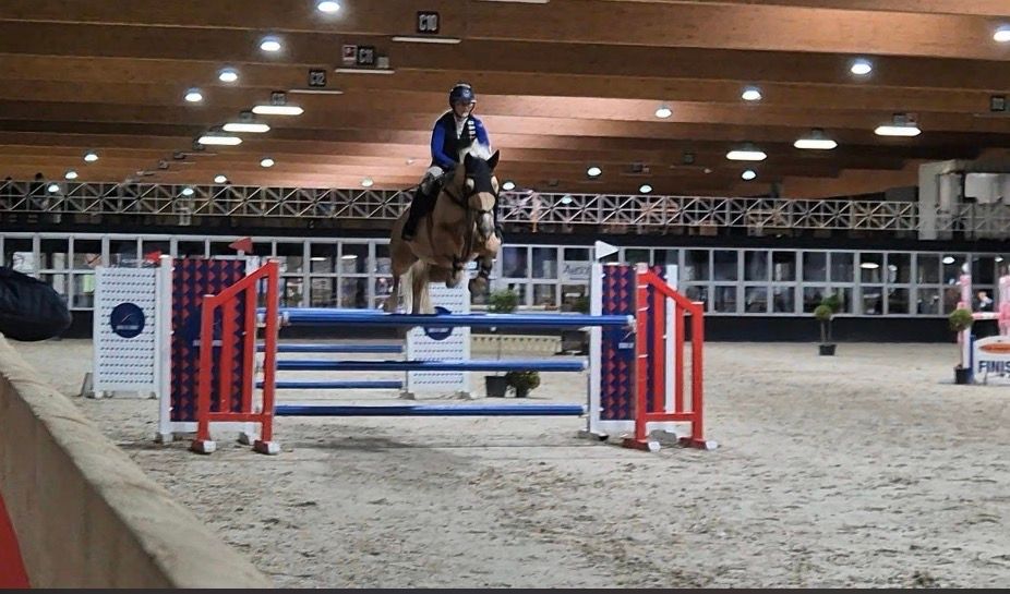 bwp springpaard ruin 8 years old palomino for sale - Photo 2