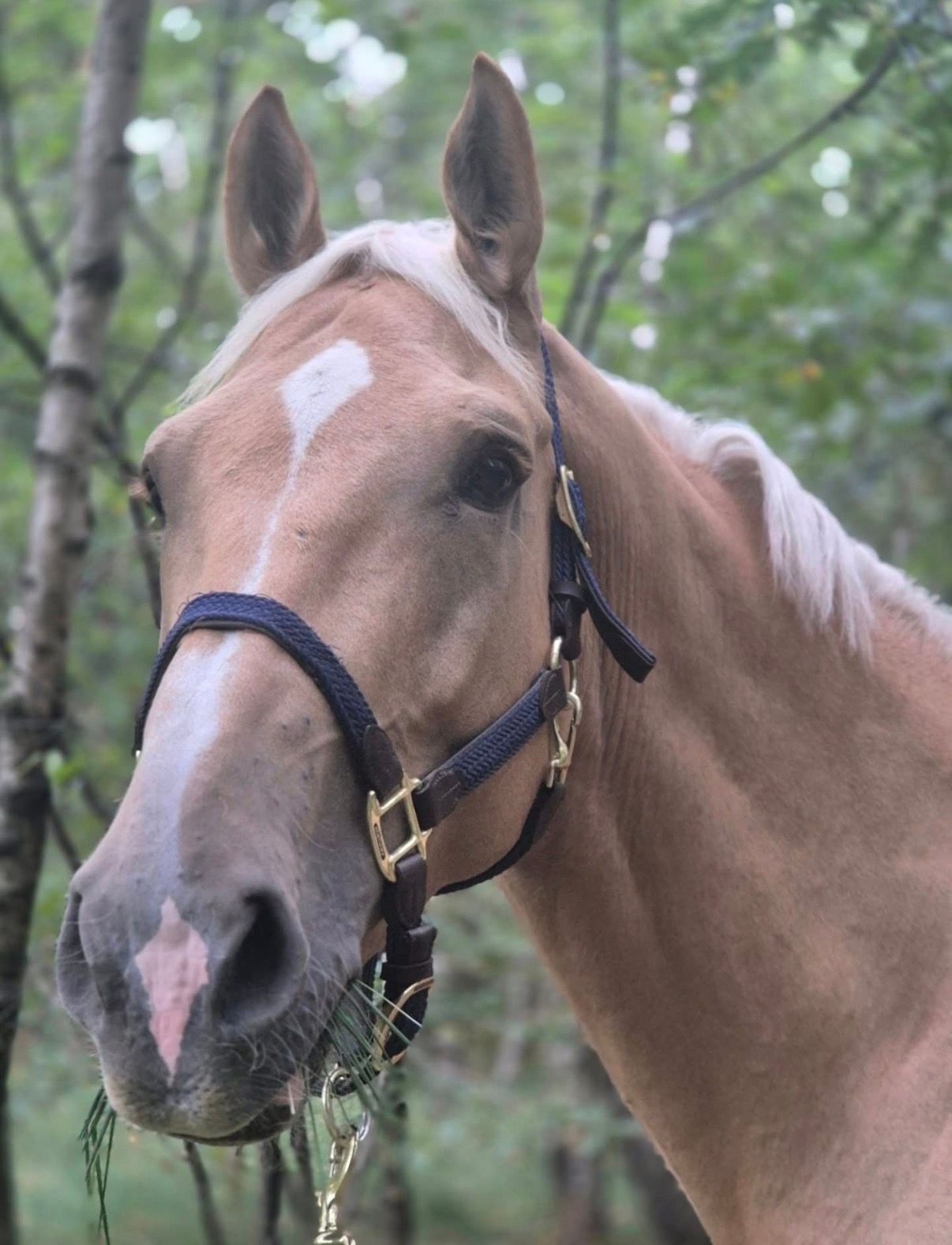 Prachtige 8 jarige palomino ruin te koop