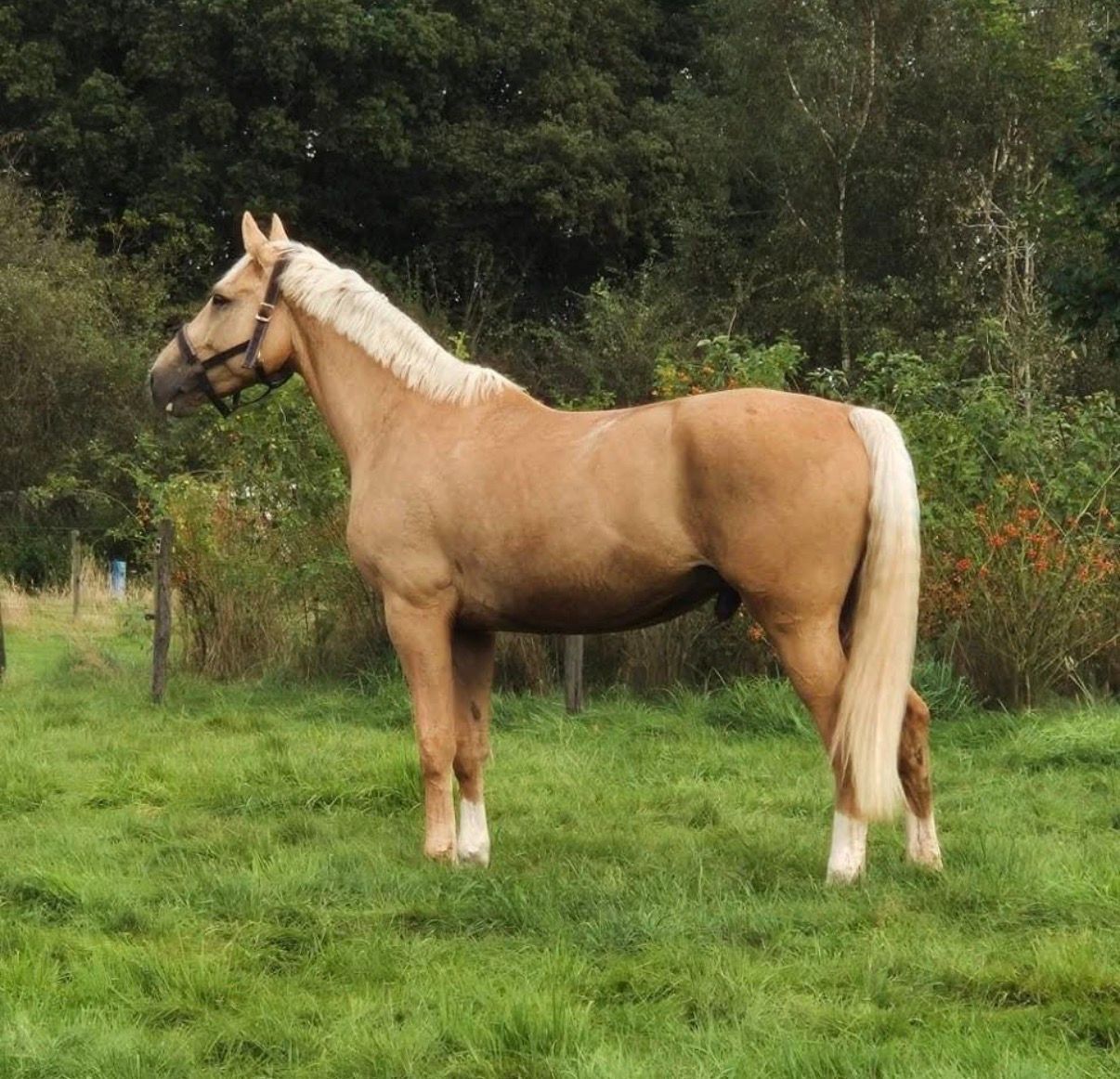 bwp springpaard ruin 8 years old palomino for sale - Photo 3
