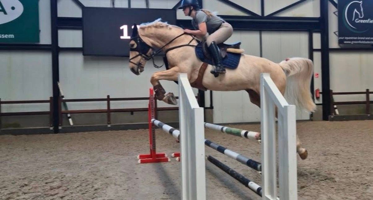 bwp springpaard ruin 8 years old palomino for sale - Photo 5