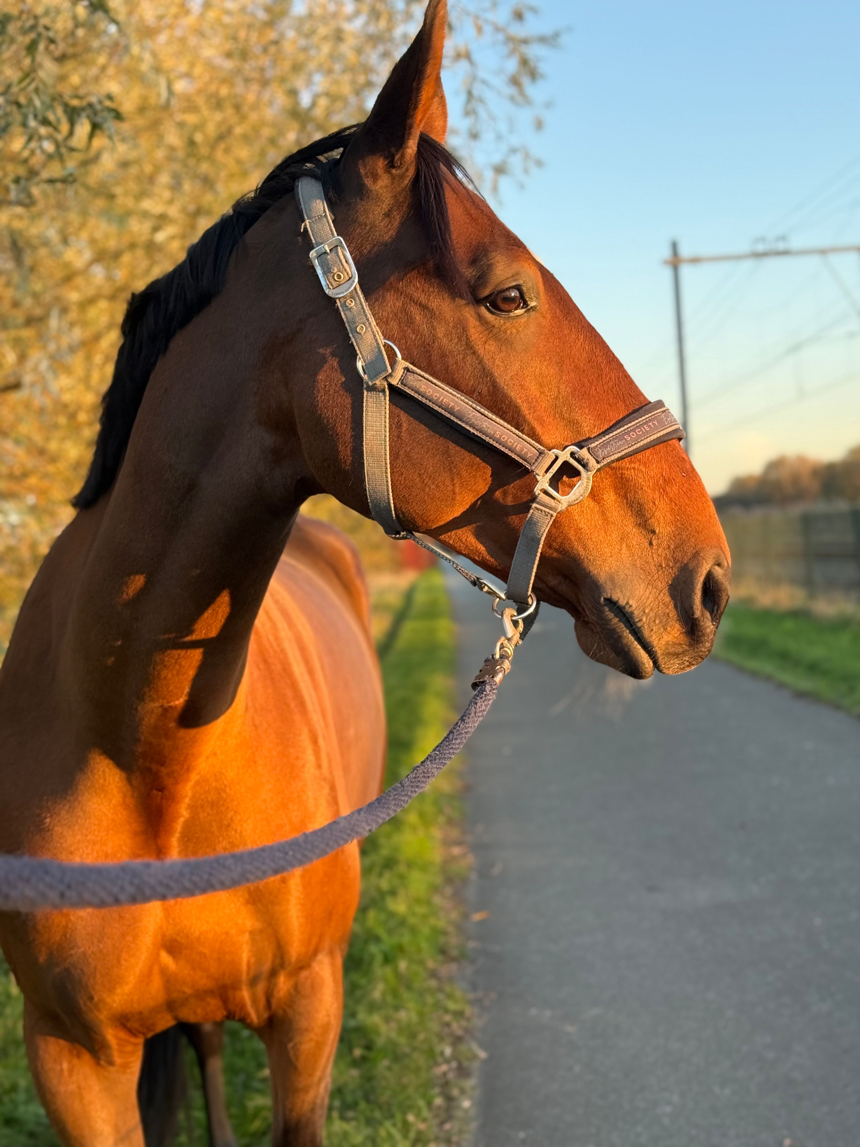 ander allrounder ruin 6 Jahre alt bruin zu verkaufen - Foto 2