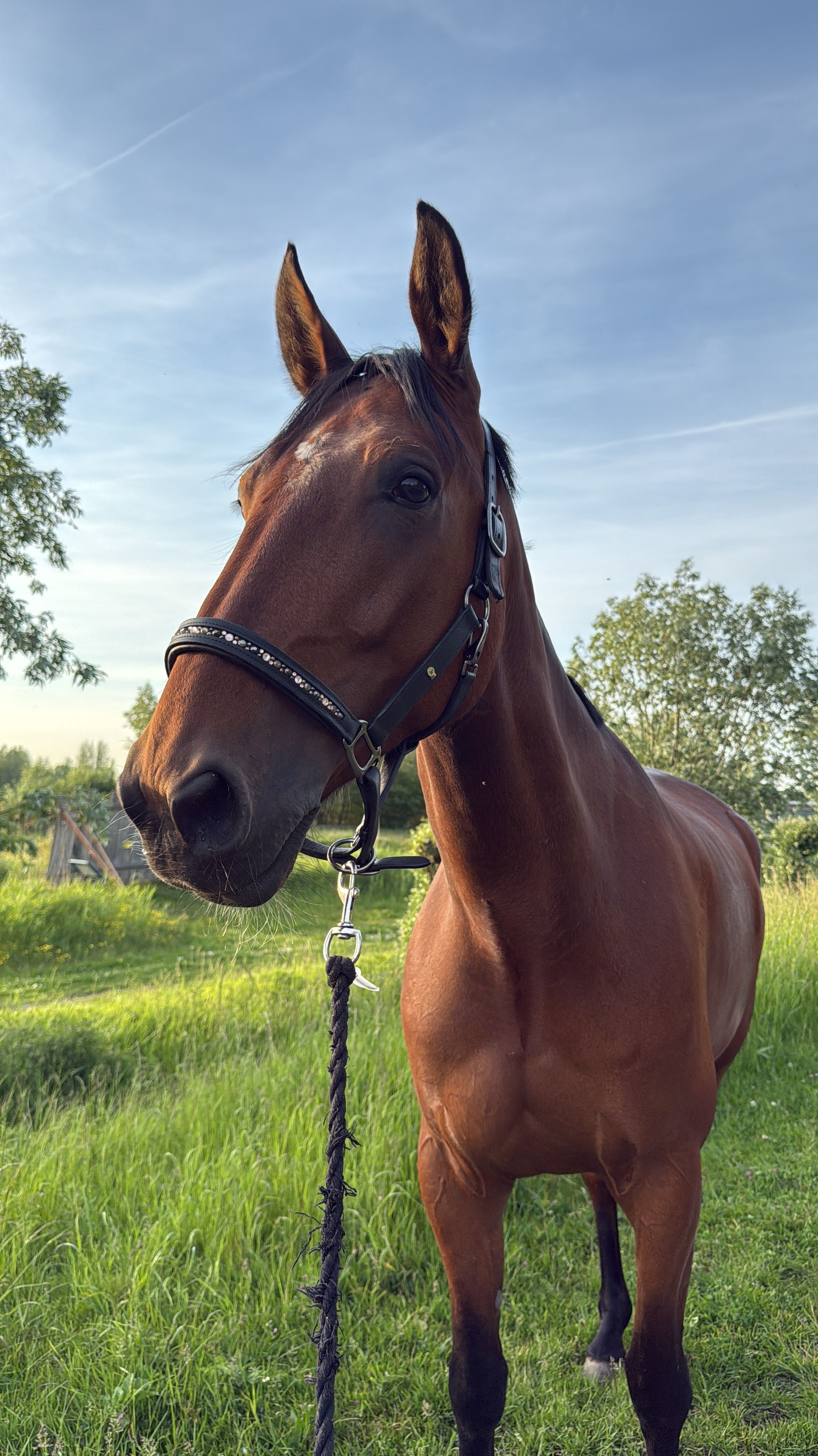 ander allrounder ruin 6 Jahre alt bruin zu verkaufen - Foto 6