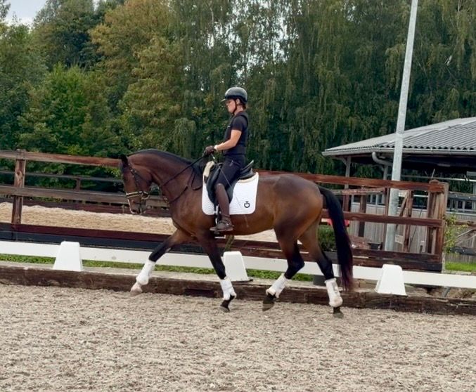 bwp dressuurpaard merrie 3 岁 donkerbruin 出售 - 照片 3