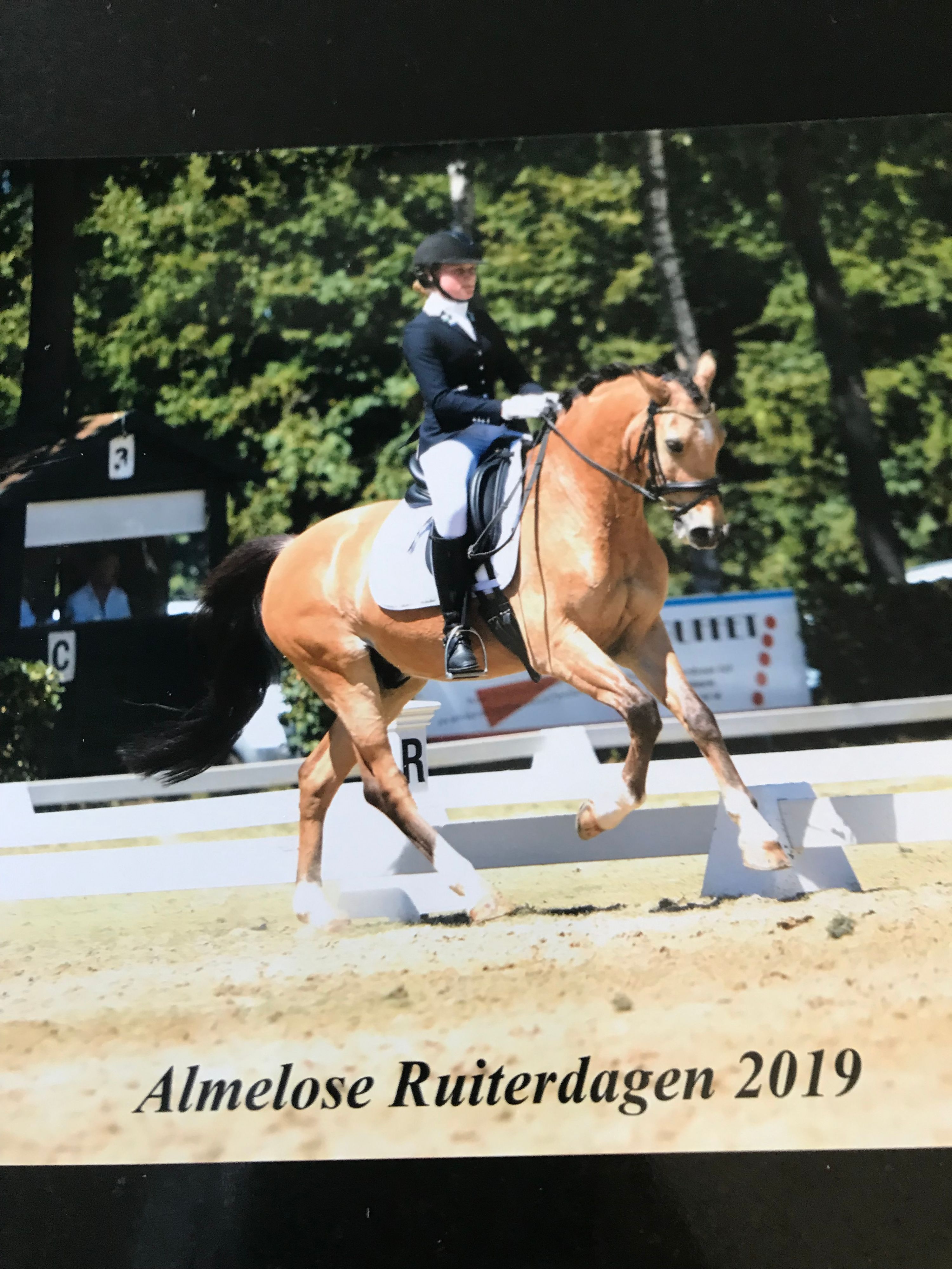 duitse-rijpony dressuurpony ruin 20 Jahre alt andere-kleur zu verkaufen - Foto 4