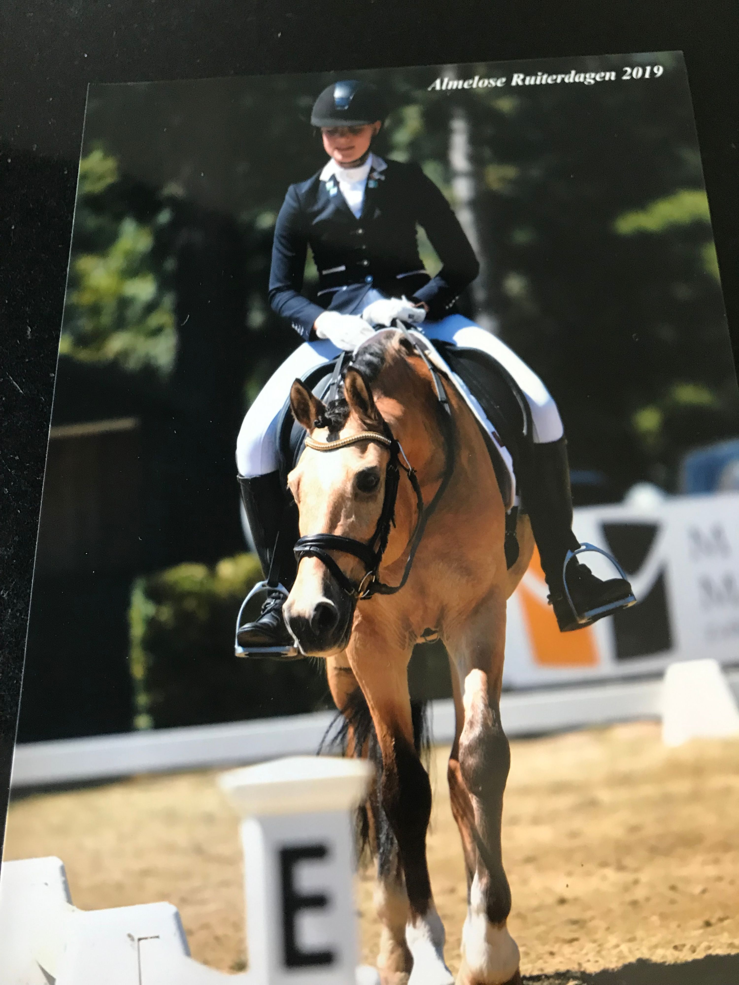 duitse-rijpony dressuurpony ruin 20 Jahre alt andere-kleur zu verkaufen - Foto 5