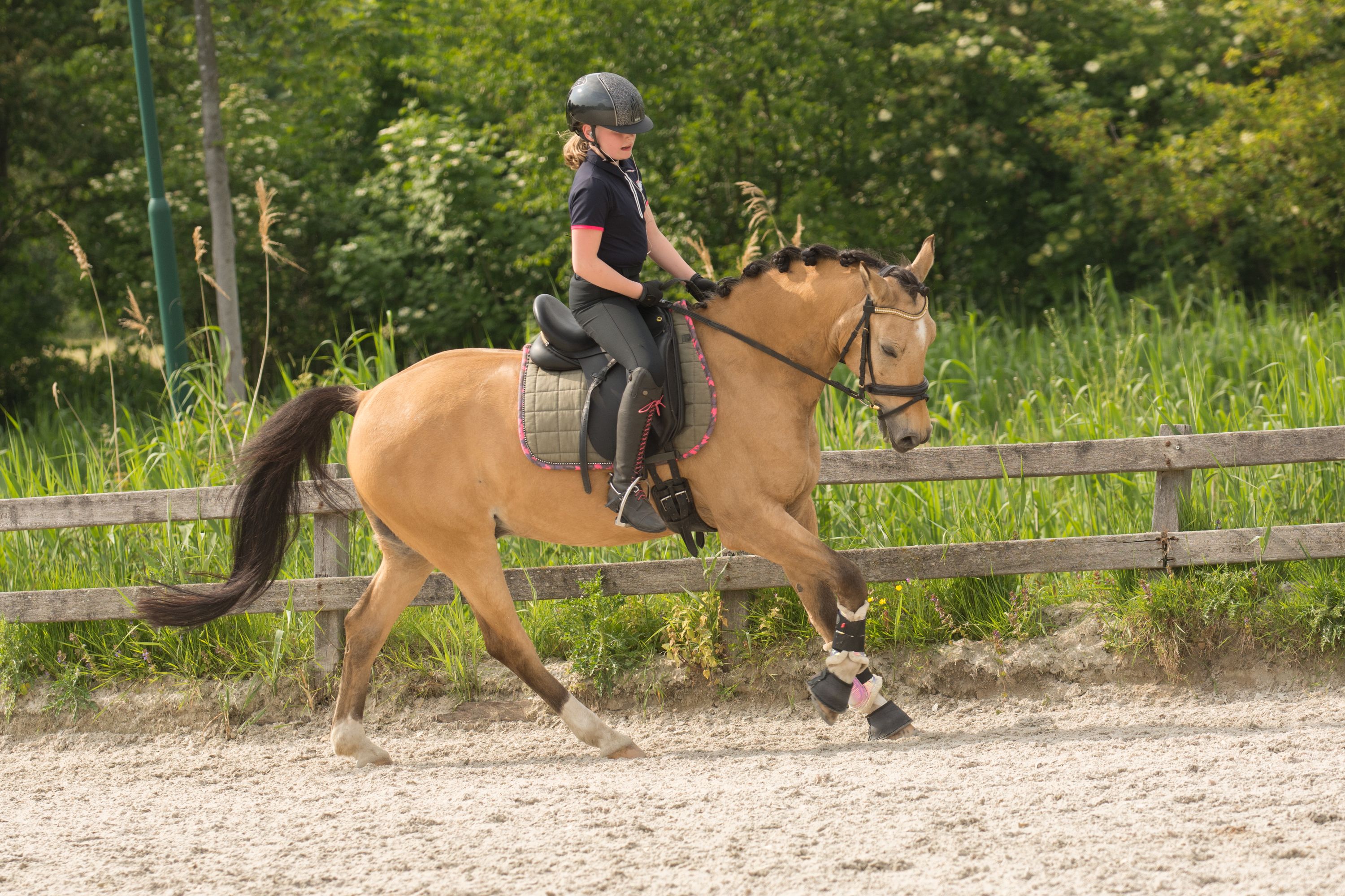 duitse-rijpony dressuurpony ruin 20 Jahre alt andere-kleur zu verkaufen - Foto 3