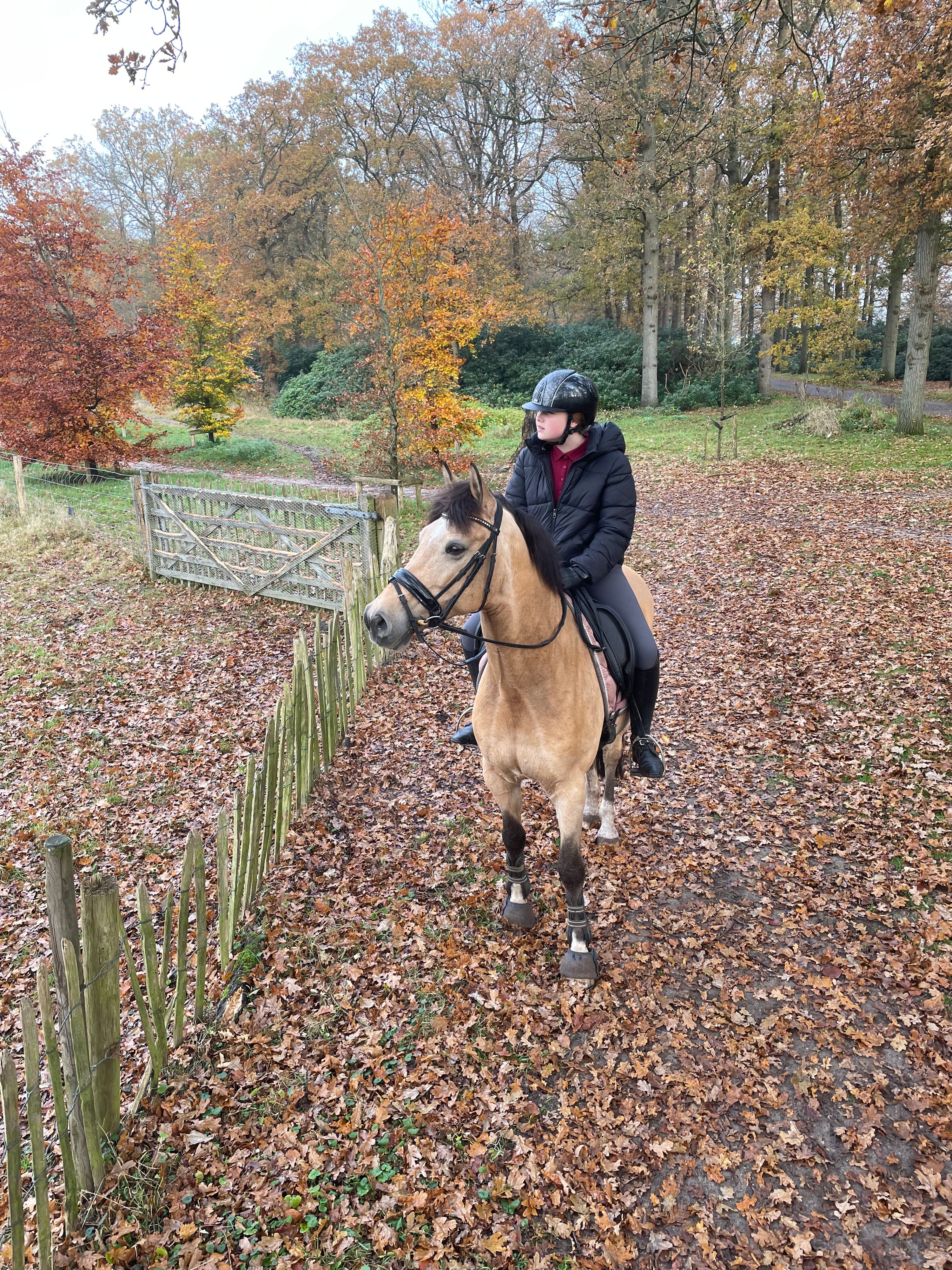 duitse-rijpony dressuurpony ruin 20 Jahre alt andere-kleur zu verkaufen - Foto 2