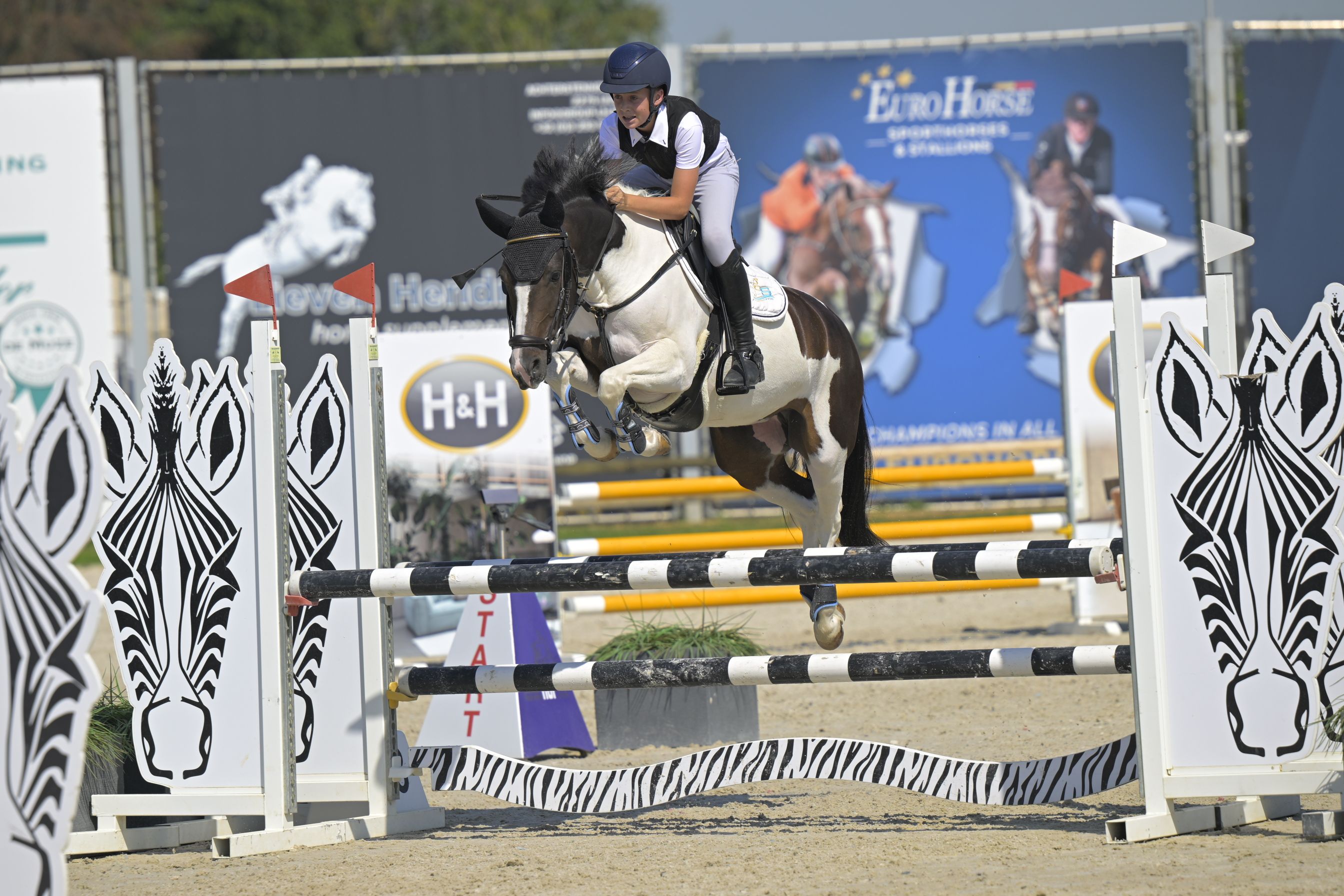 kwpn springpony merrie 7 jaar andere-kleur te koop - Foto 2