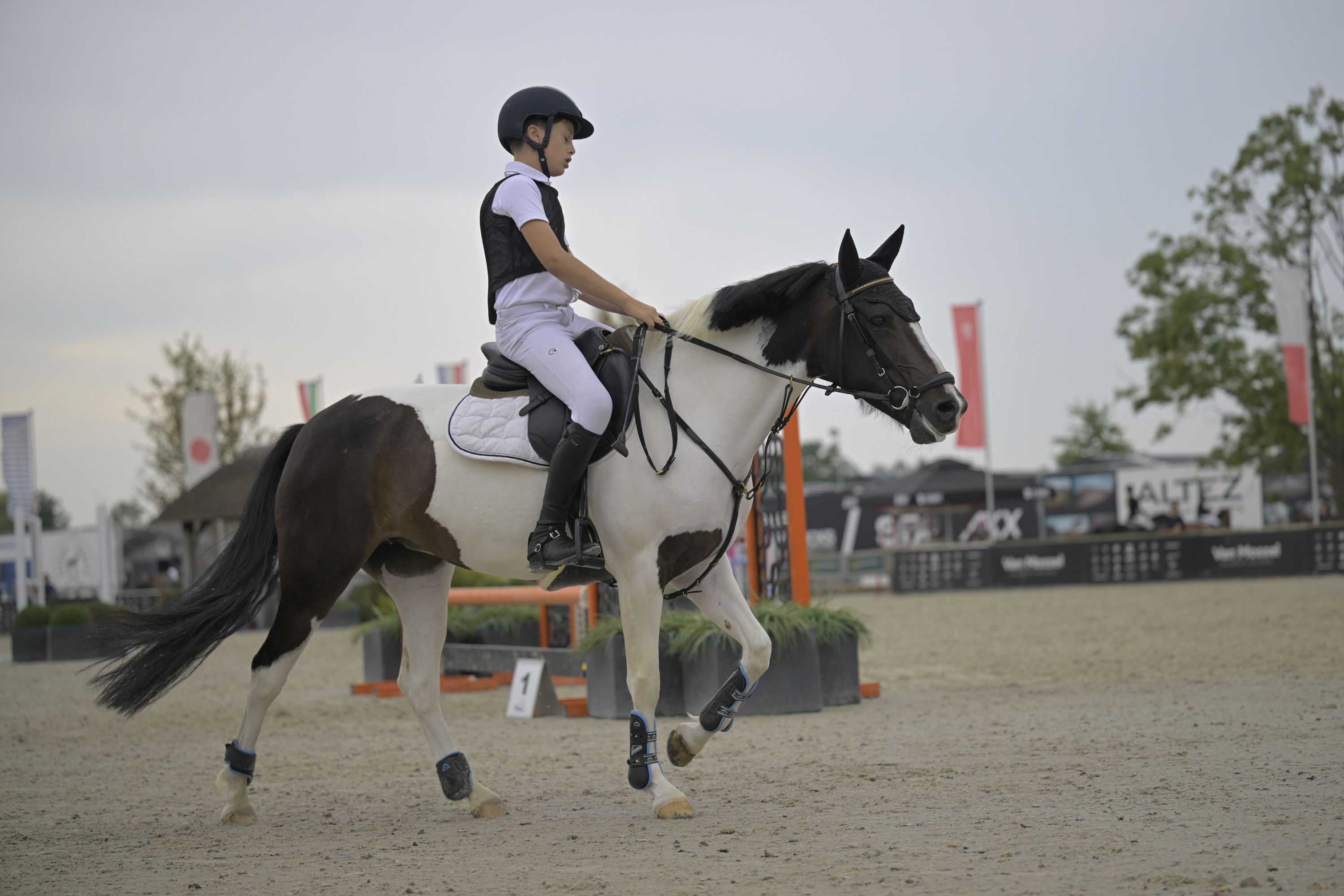 kwpn springpony merrie 7 jaar andere-kleur te koop - Foto 3