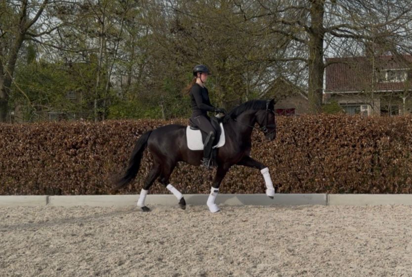 Hongre de 3 ans super beau, facile et talentueux