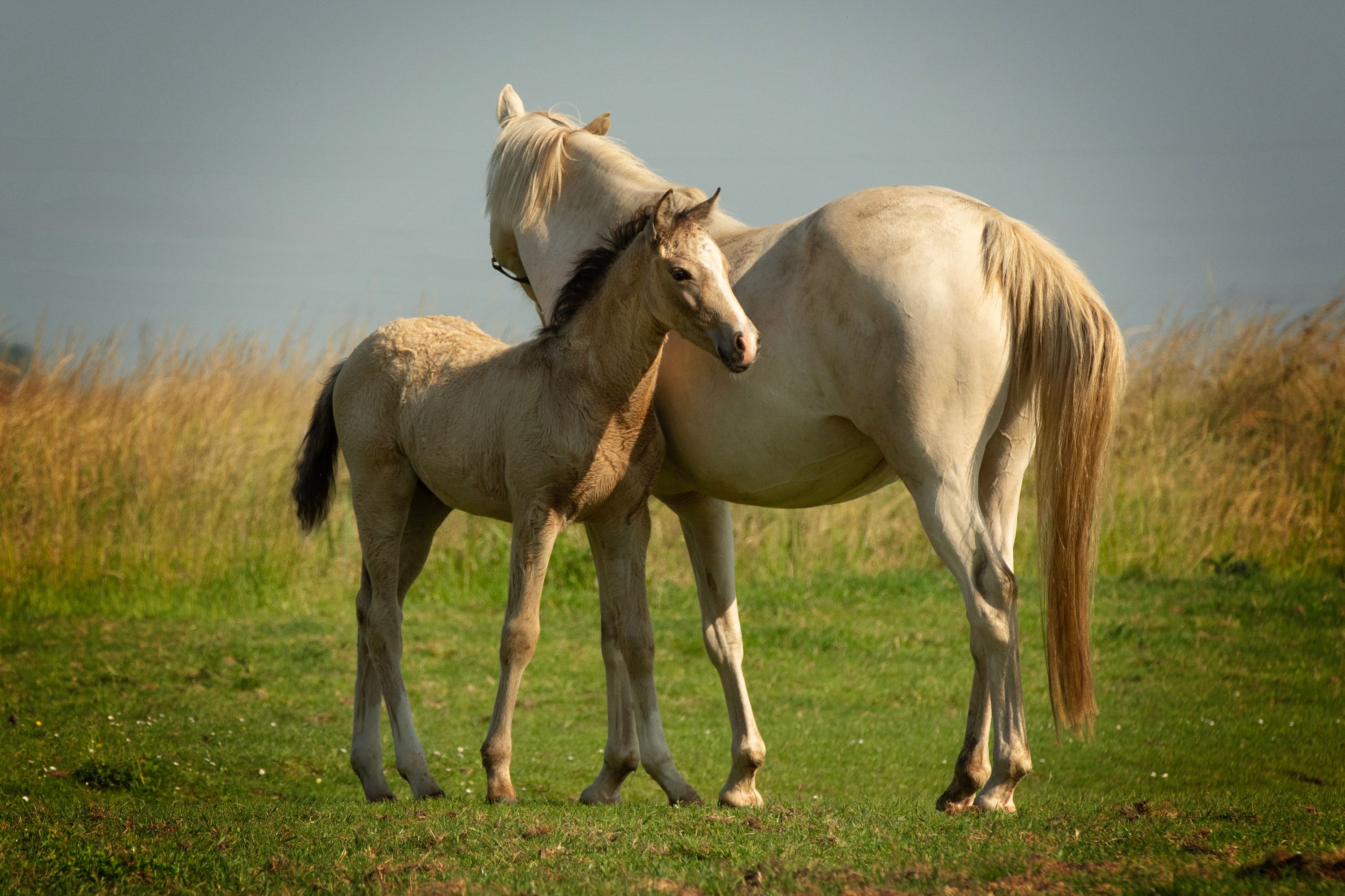 nrps allround-pony hengst 0 years old for sale - Photo 2