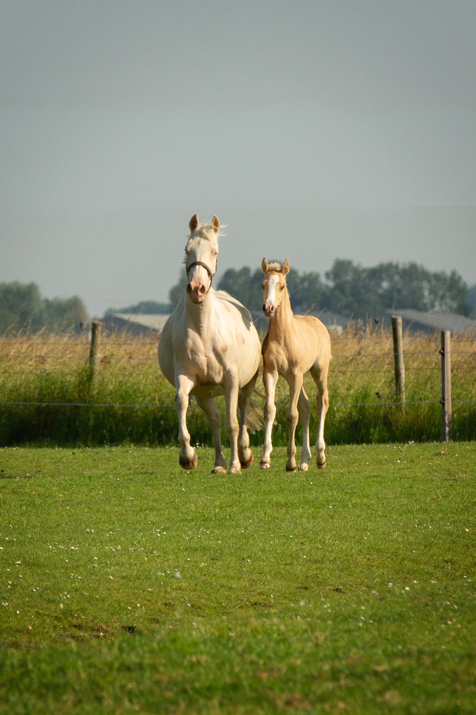 Two colourful colt foals with German dressage genes and strong Dutch dam lines