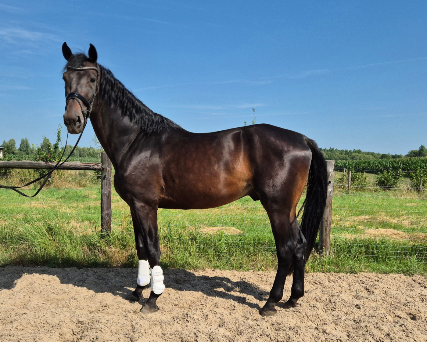 Full cousin Glamourdale - Stallion 2022