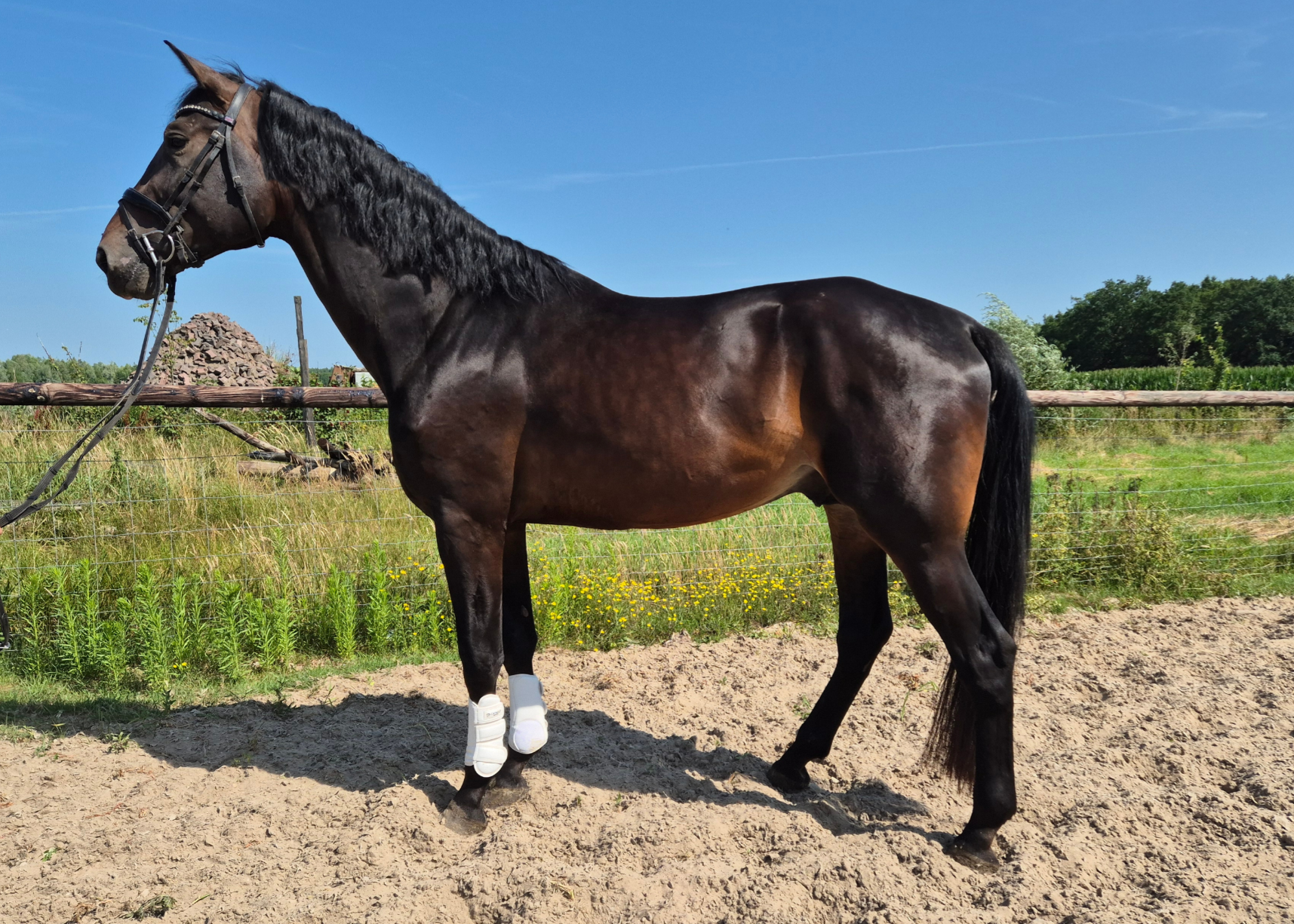 kwpn dressuurpaard hengst 4 years old donkerbruin for sale - Photo 2