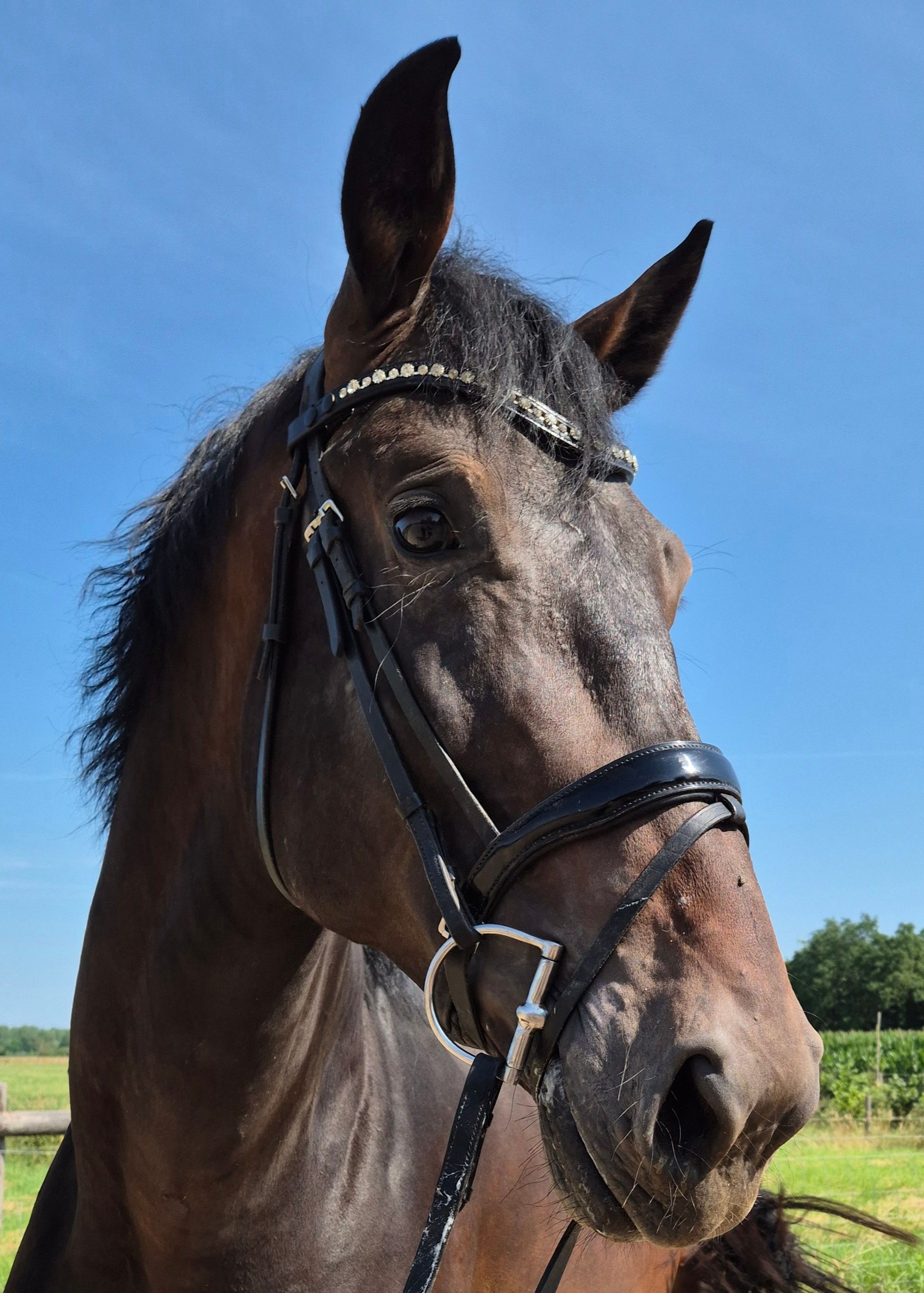 kwpn dressuurpaard hengst 4 years old donkerbruin for sale - Photo 3
