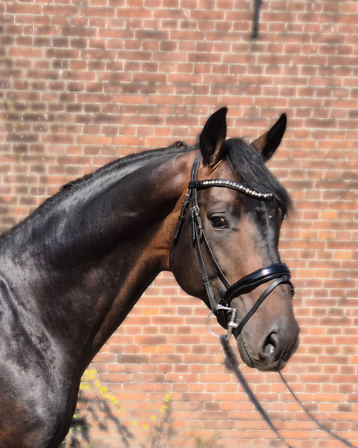 Stunning 2021 dressage stallion with potential
