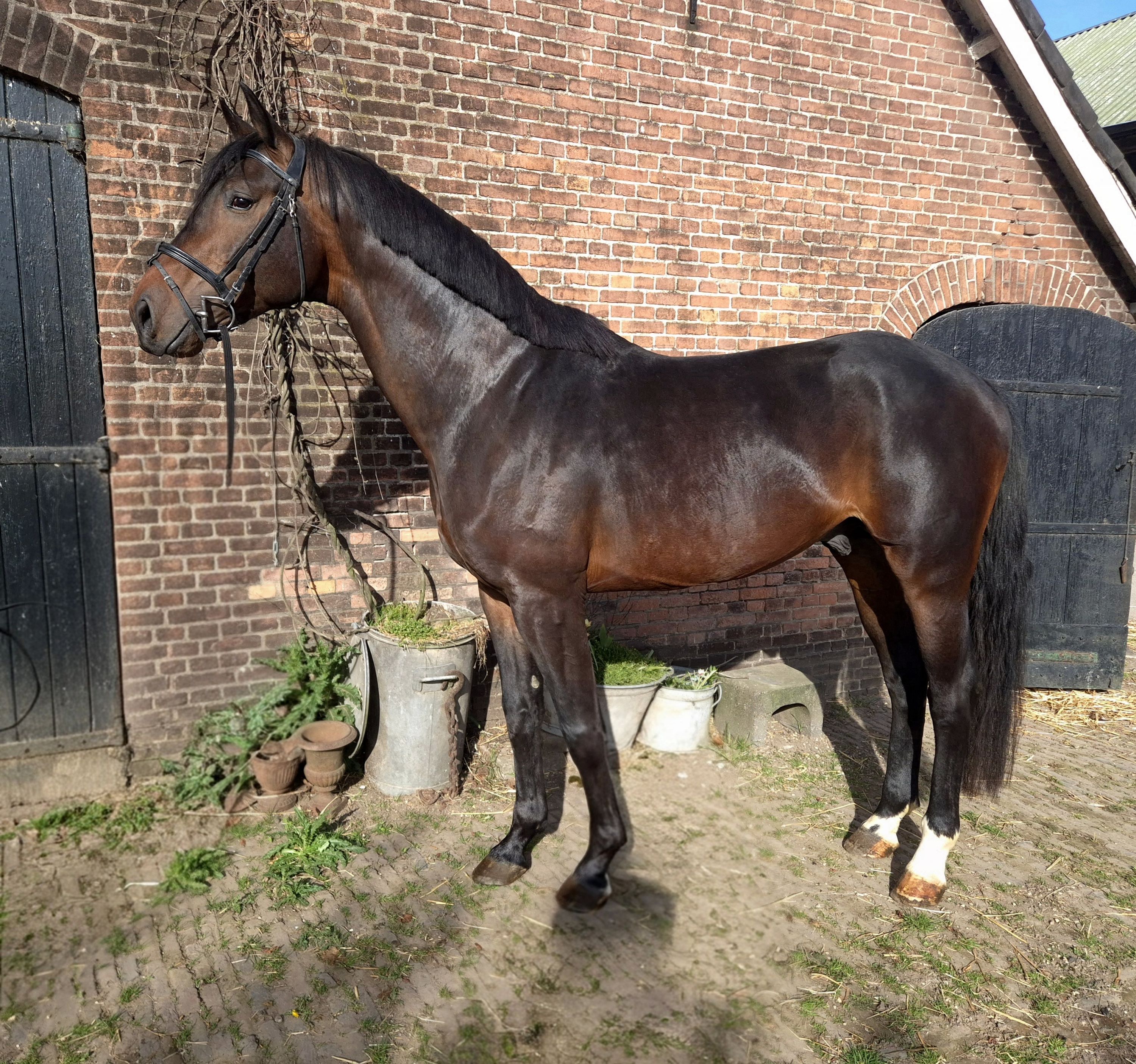 kwpn dressuurpaard hengst 5 years old donkerbruin for sale - Photo 4