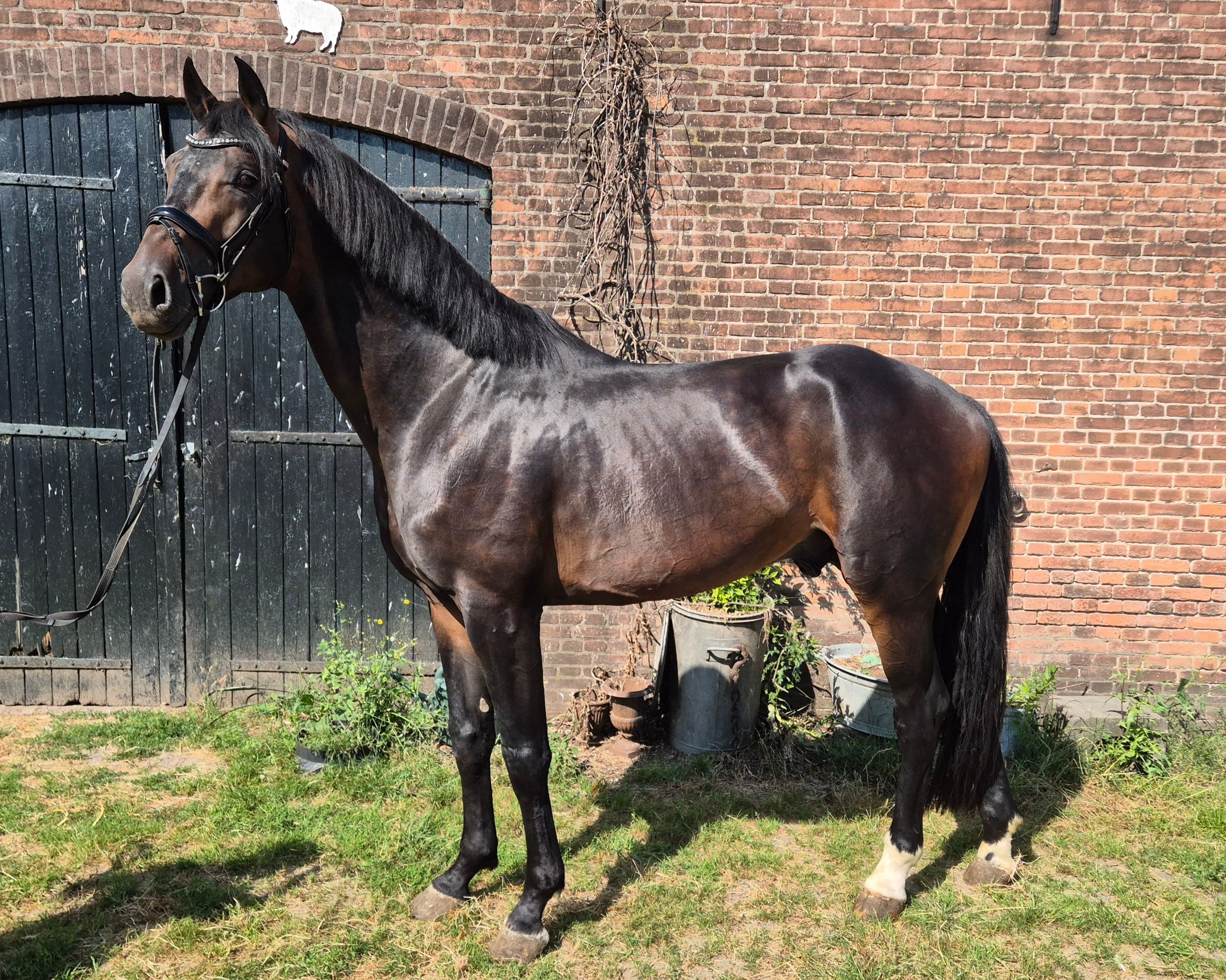 kwpn dressuurpaard hengst 5 years old donkerbruin for sale - Photo 2