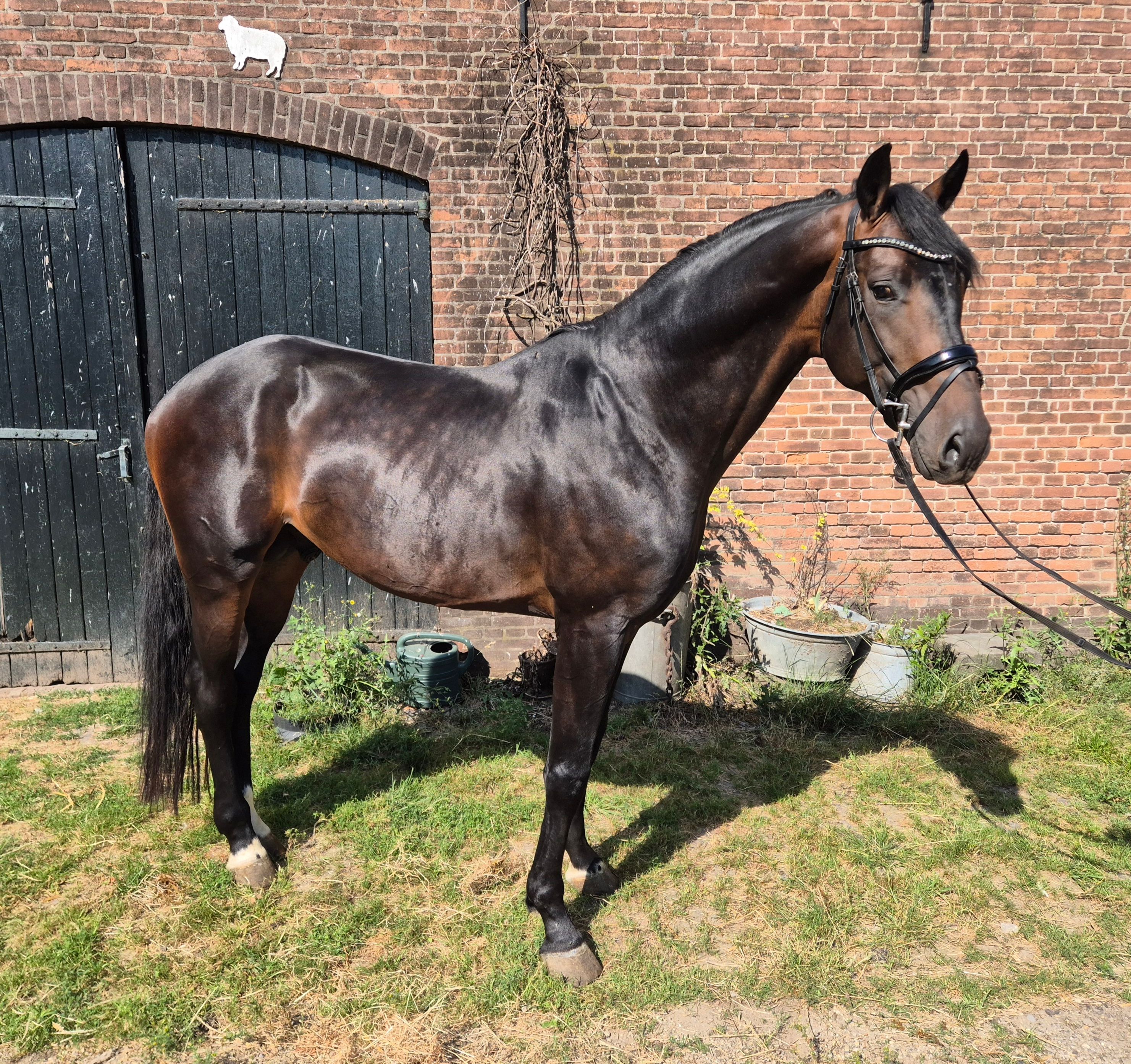 kwpn dressuurpaard hengst 5 years old donkerbruin for sale - Photo 3