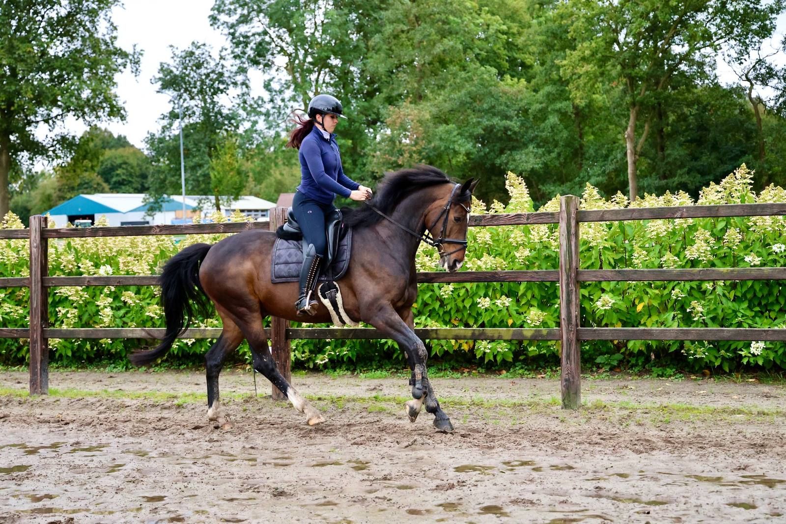 kwpn dressuurpaard ruin 10 سنوات donkerbruin للبيع - صورة 2