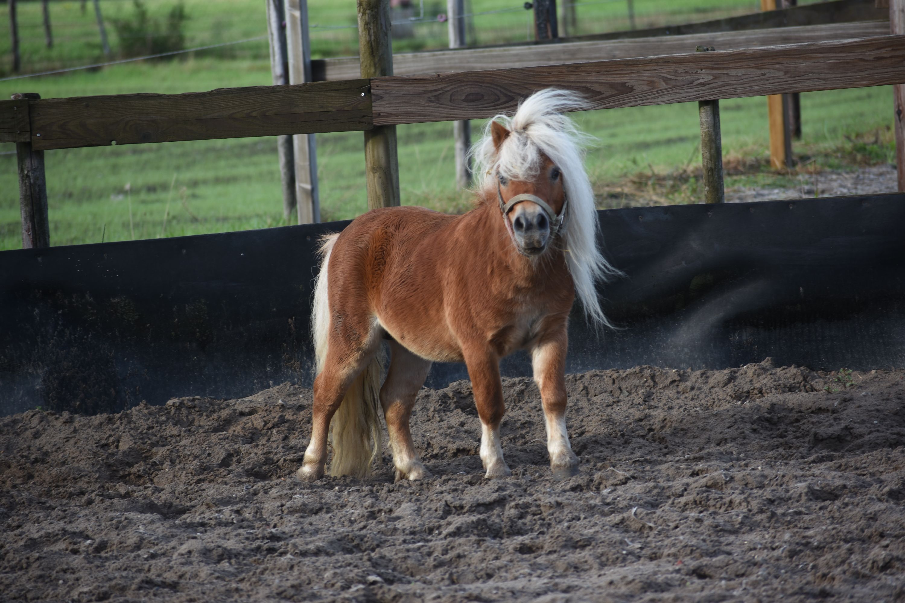 Ladykiller : Superknappe, correcte Mini-  Shetman