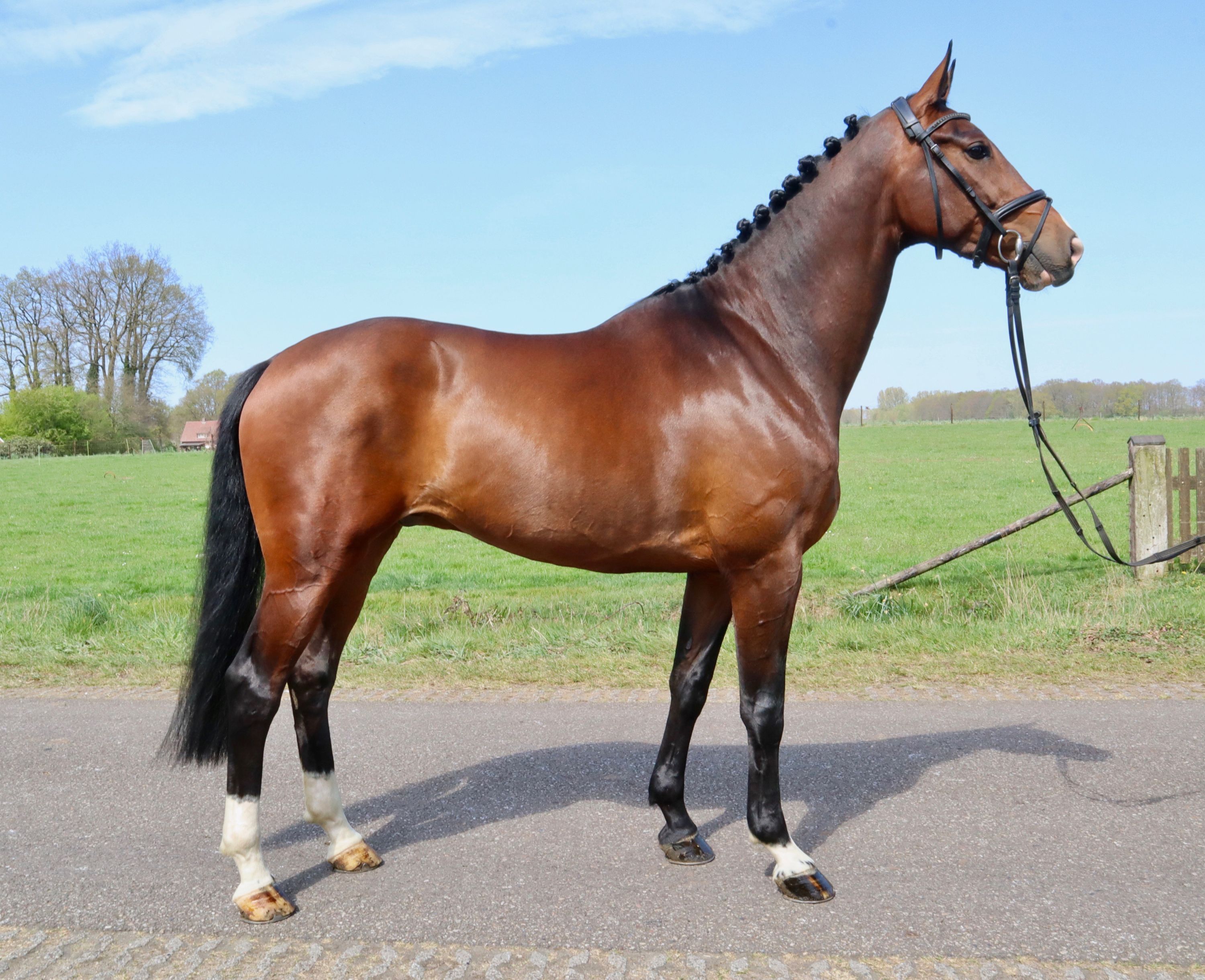 kwpn dressuurpaard ruin 13 years old donkerbruin for sale - Main photo