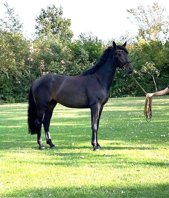 Stunning dark bay 3-year-old dressage gelding by Extreme U.S.