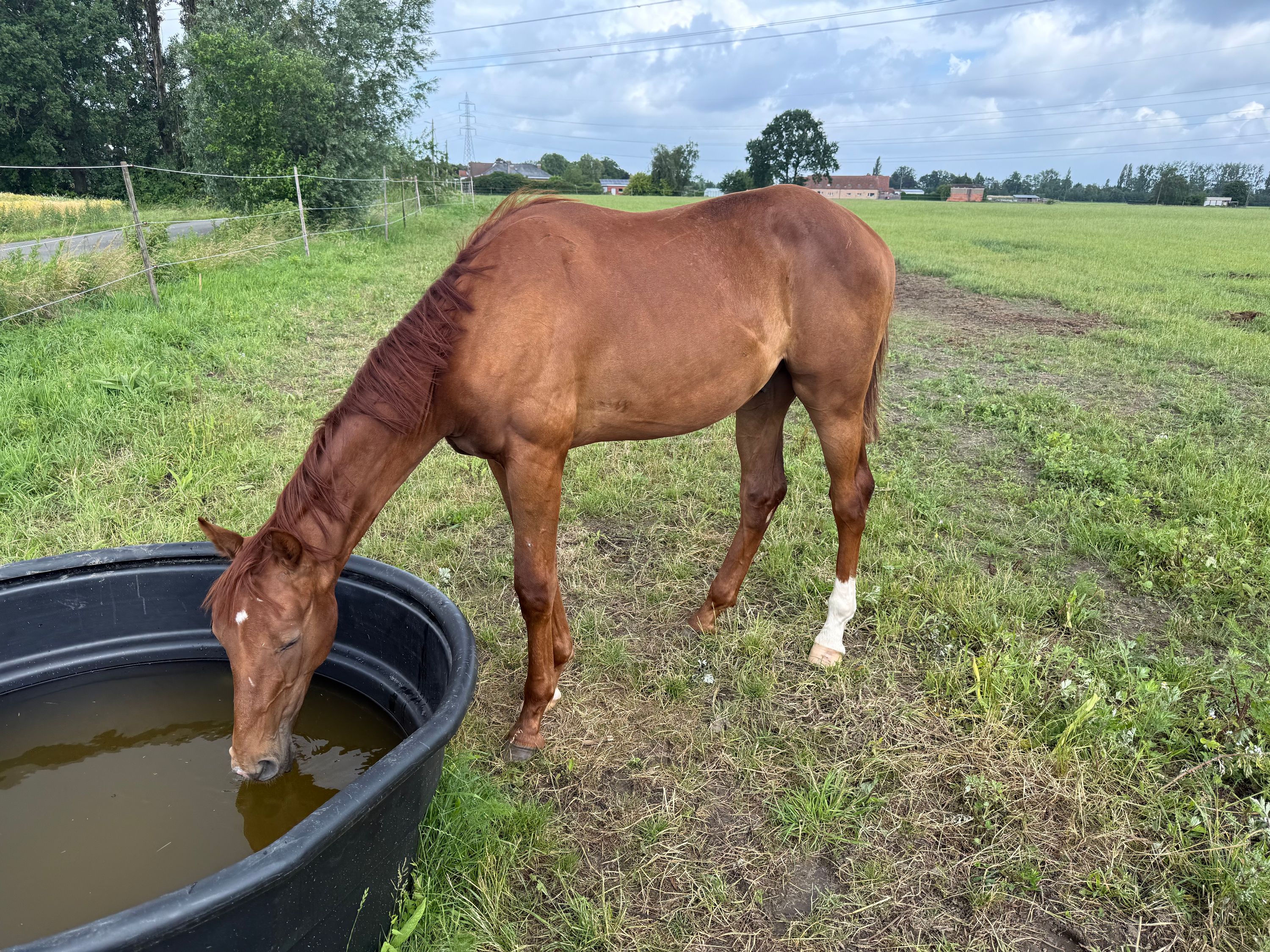 ander dressuurpaard merrie 0 jaar andere-kleur te koop - Foto 5