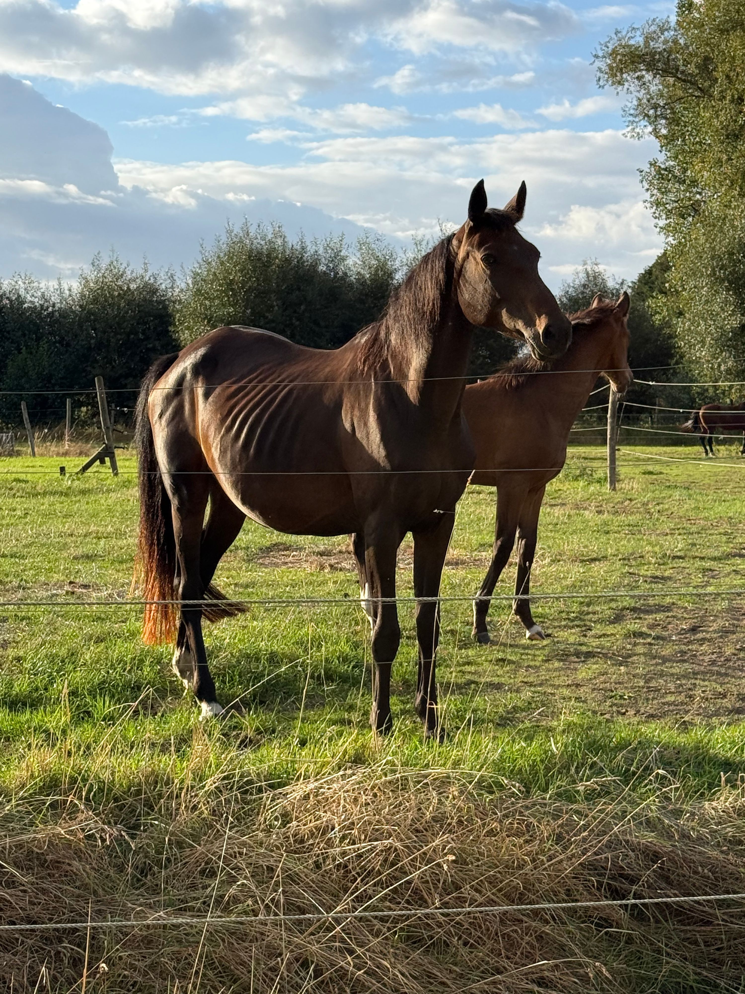 ander dressuurpaard merrie 0 jaar andere-kleur te koop - Foto 4