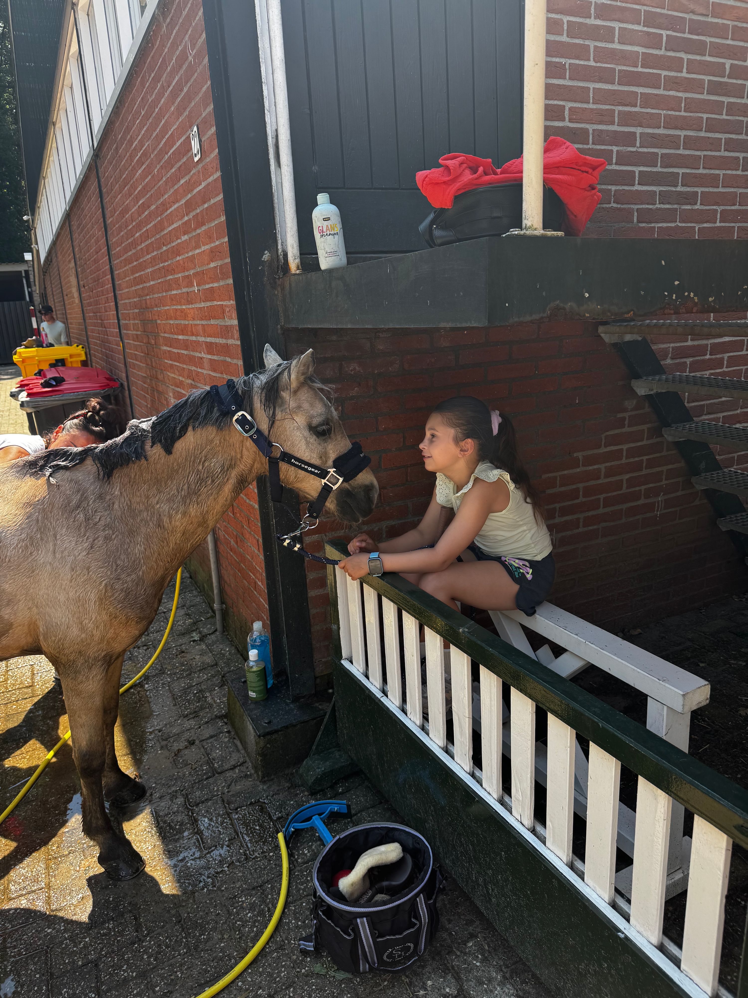 welsh springpony ruin 10 år palomino till salu - Foto 2