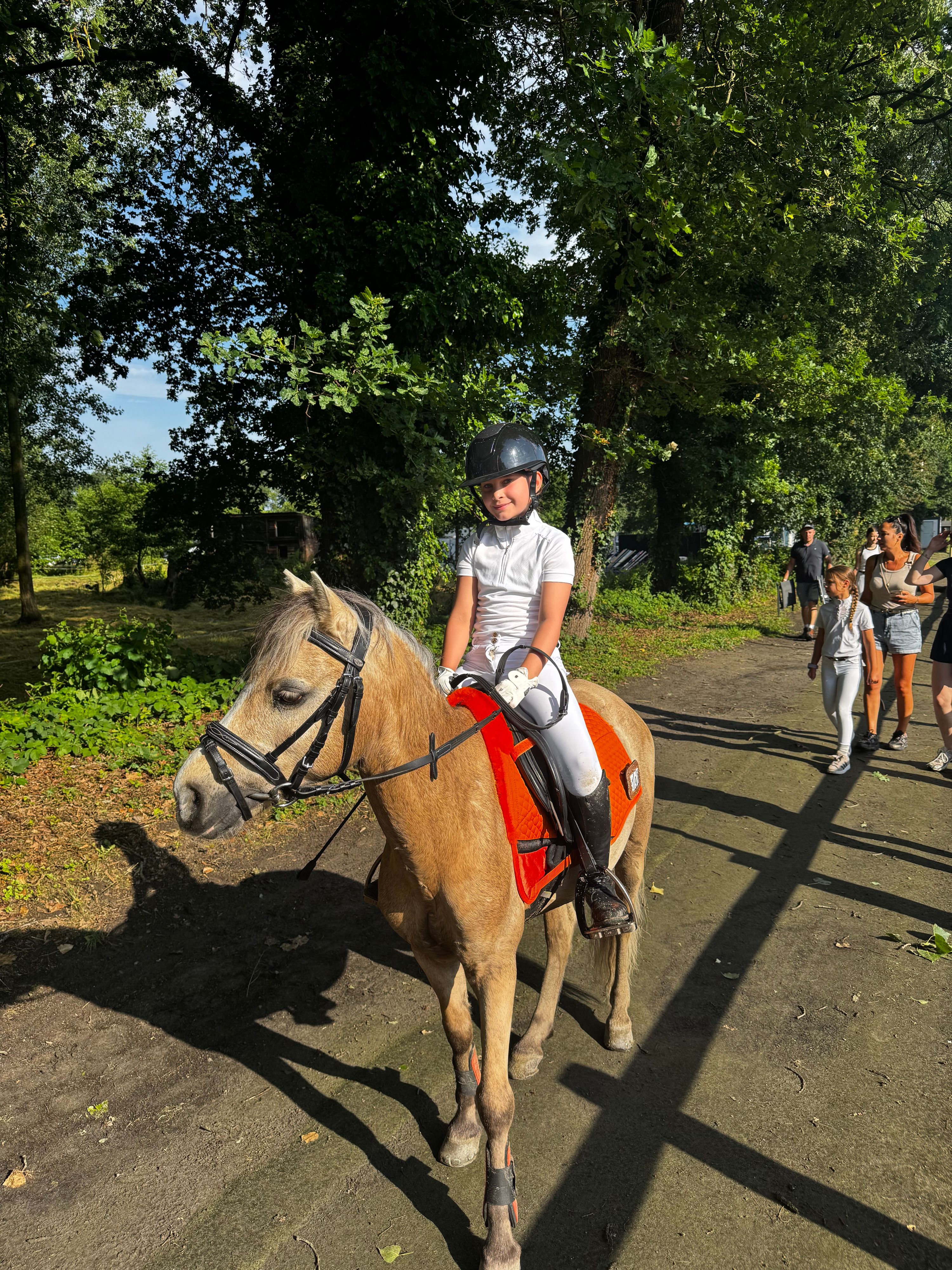 welsh springpony ruin 10 år palomino till salu - Foto 3