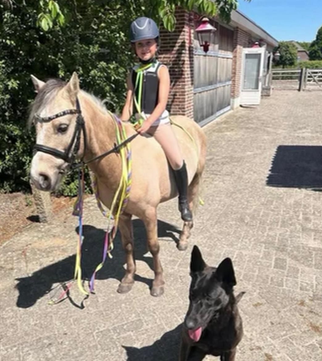 welsh springpony ruin 10 år palomino till salu - Foto 5