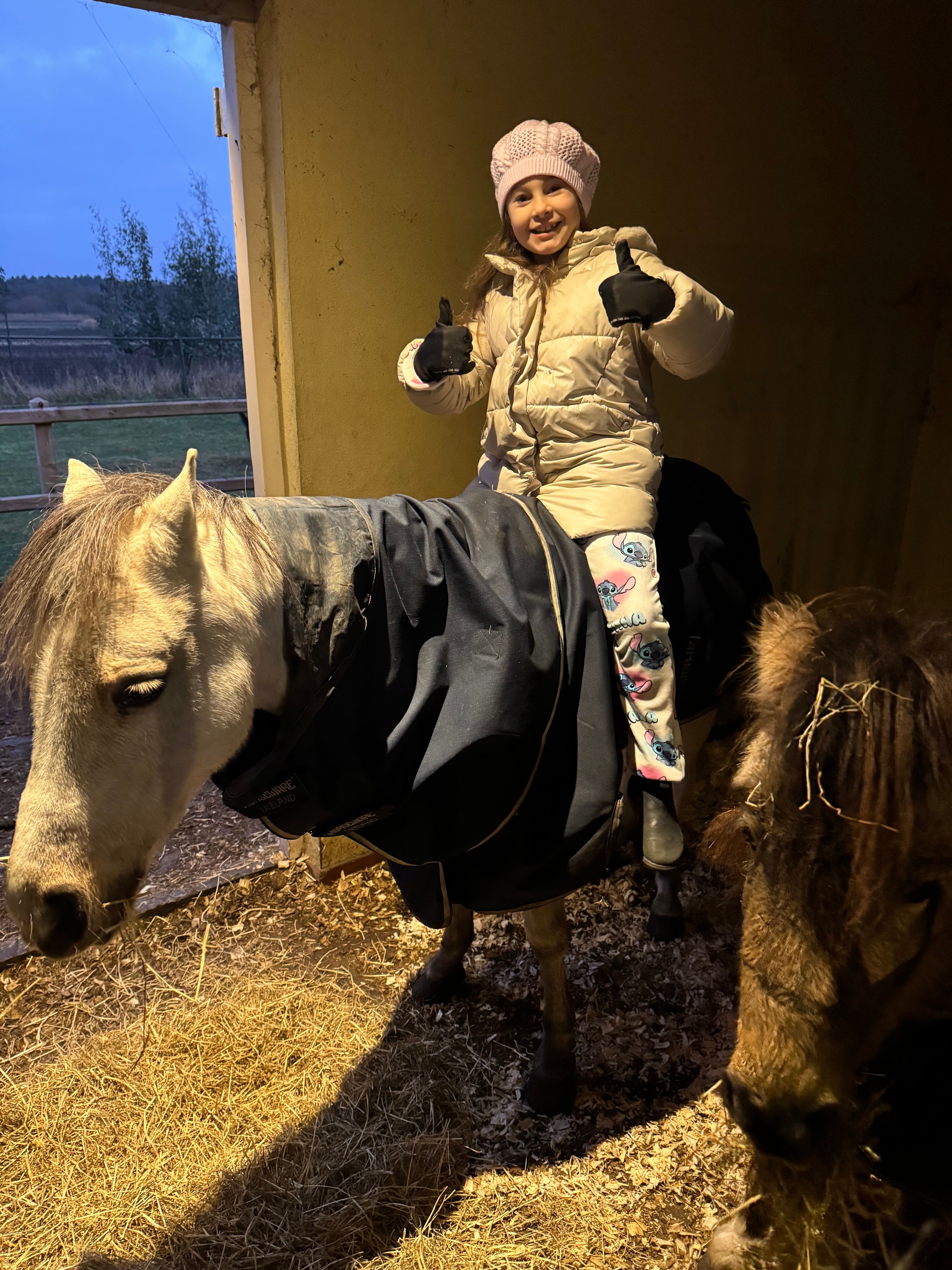 welsh springpony ruin 10 år palomino till salu - Foto 6