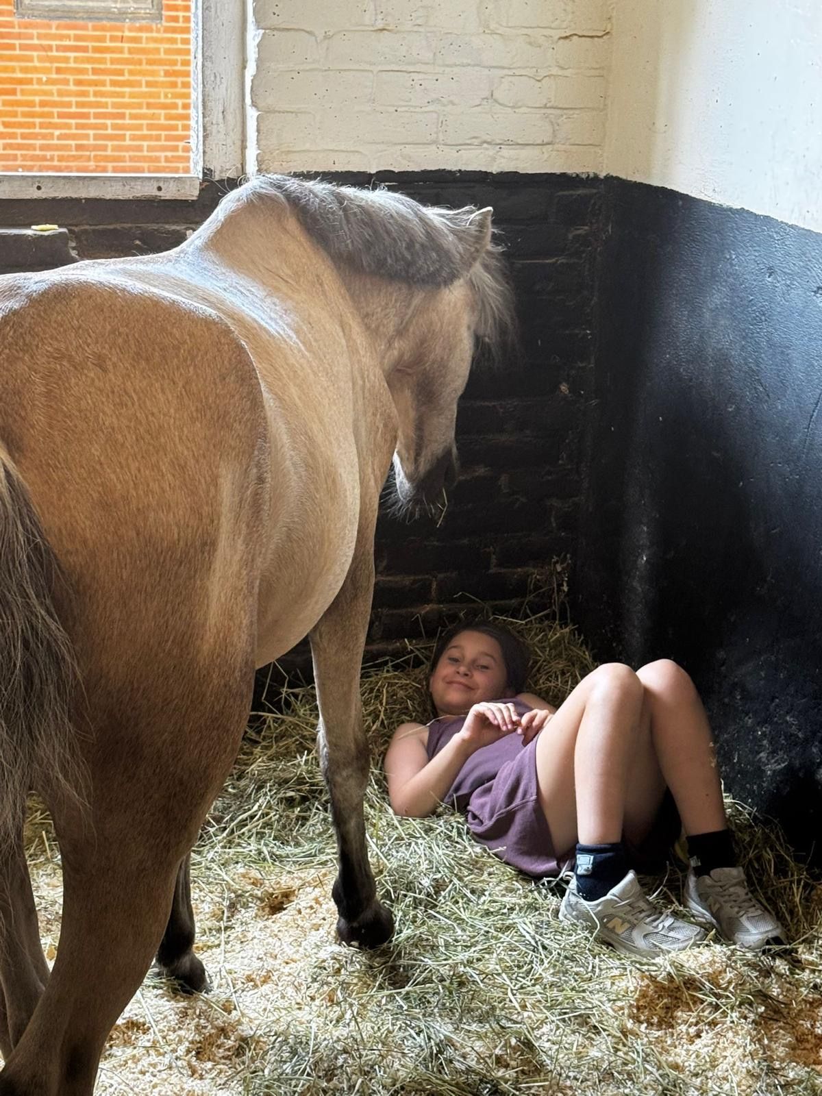 welsh springpony ruin 10 år palomino till salu - Foto 4