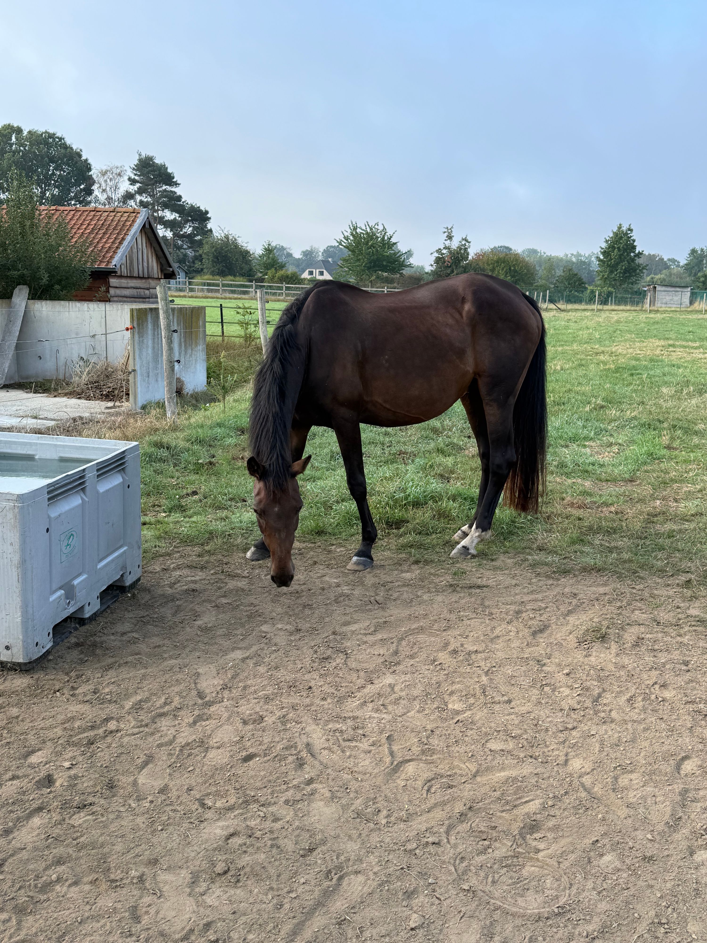 oldenburg dressuurpaard merrie 16 años donkerbruin en venta - Foto 2
