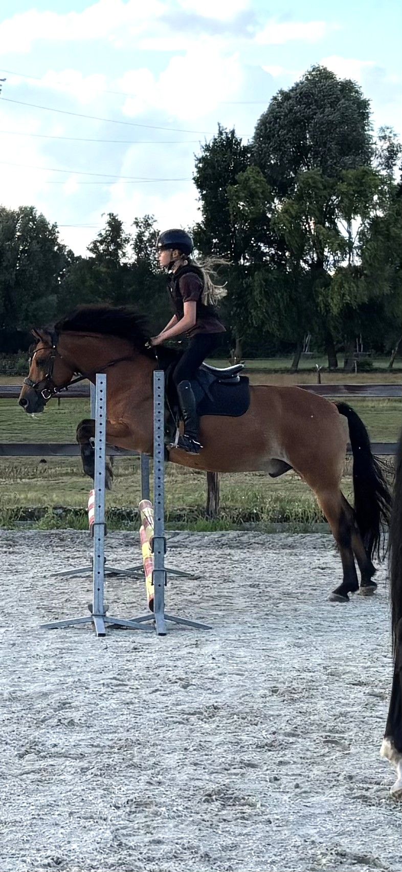 ander allround-pony ruin 12 years old bruin for sale - Photo 6