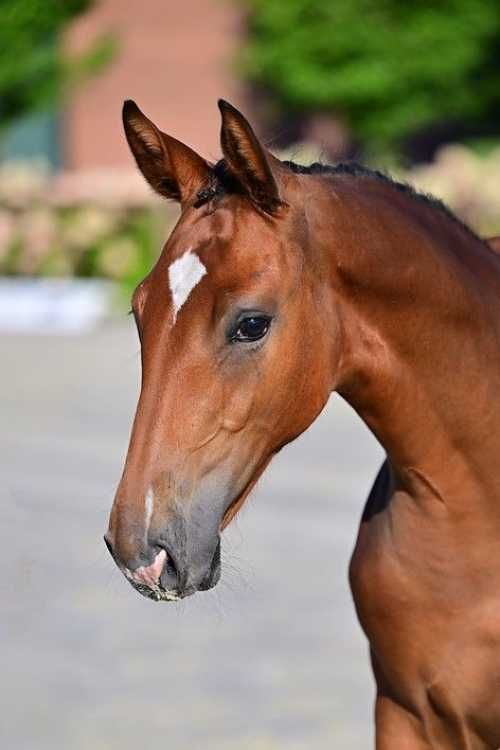 kwpn springpaard merrie 0 años bruin en venta - Foto principal