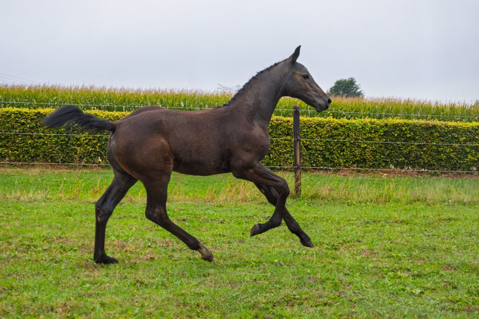kwpn springpaard hengst 0 years old schimmel for sale - Photo 3