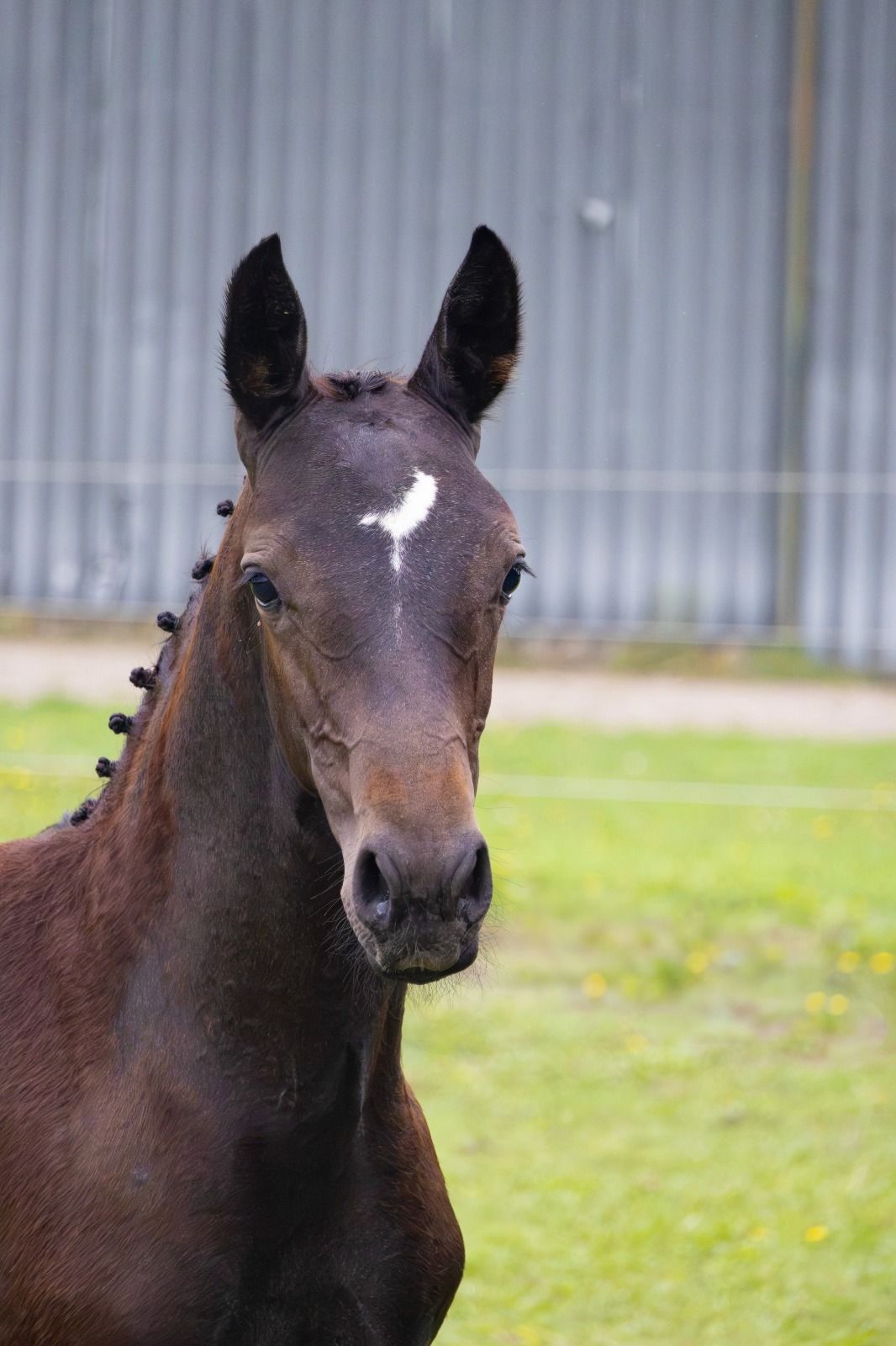 kwpn springpaard hengst 0 years old schimmel for sale - Photo 2