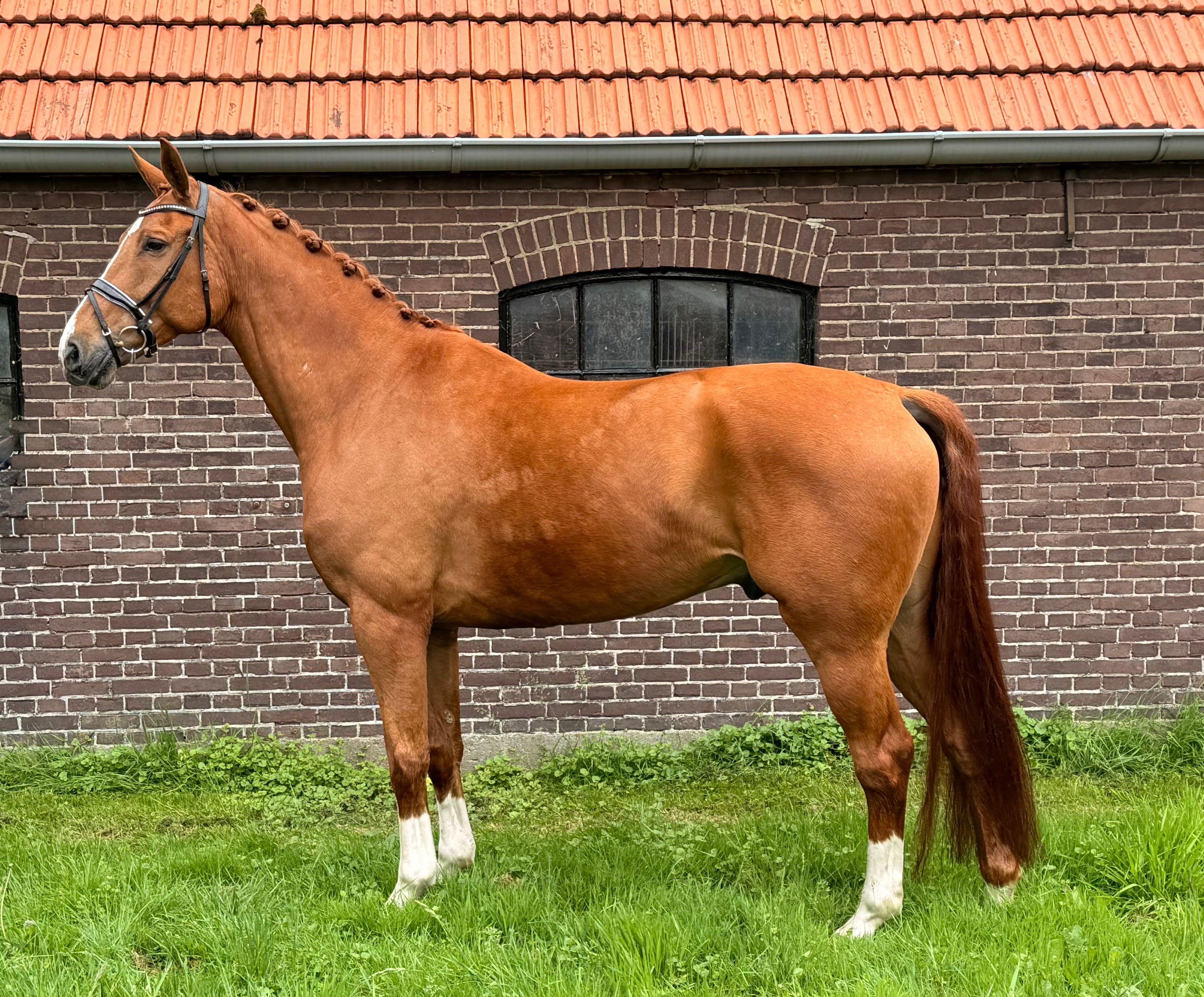 kwpn dressuurpaard ruin 12 anos vos à venda - Foto 2