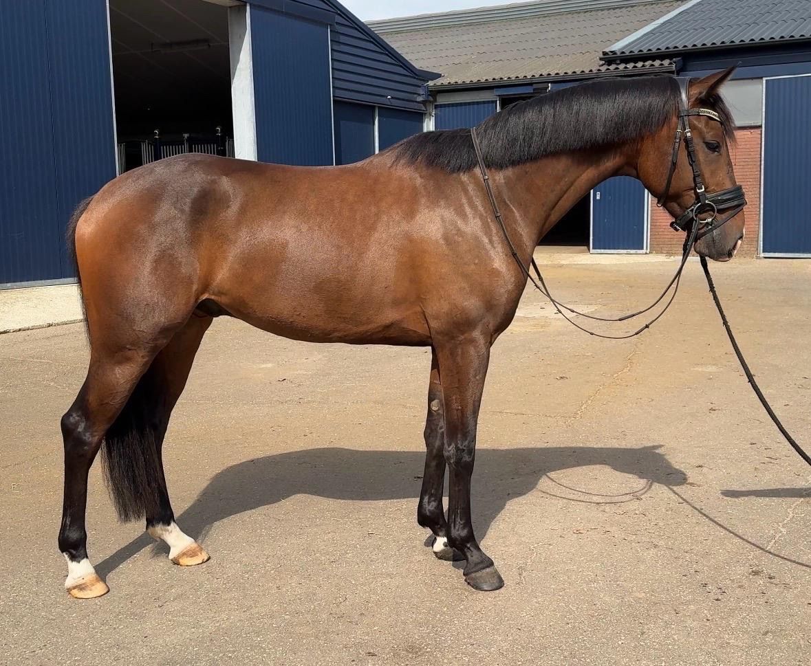 High-quality 3-year-old gelding by Extreme US