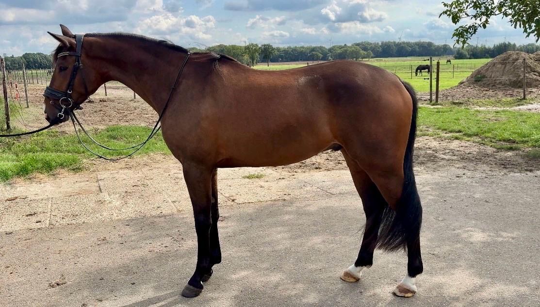 kwpn dressuurpaard ruin 3 jaar bruin te koop - Foto 2