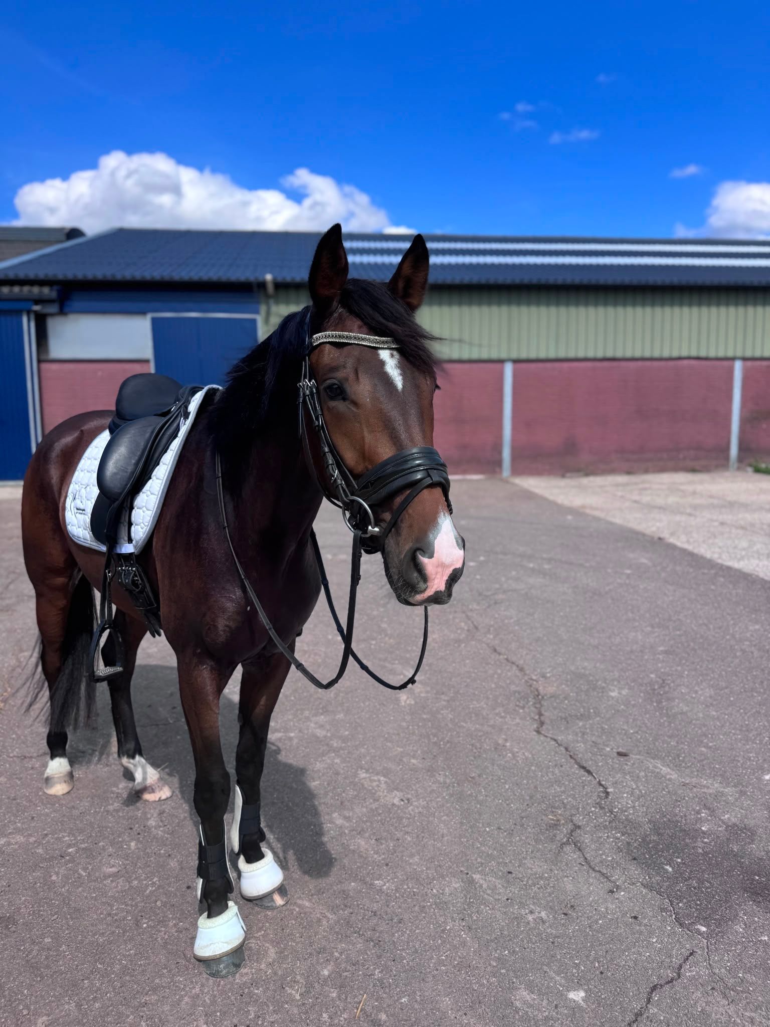 kwpn dressuurpaard ruin 3 jaar bruin te koop - Foto 3