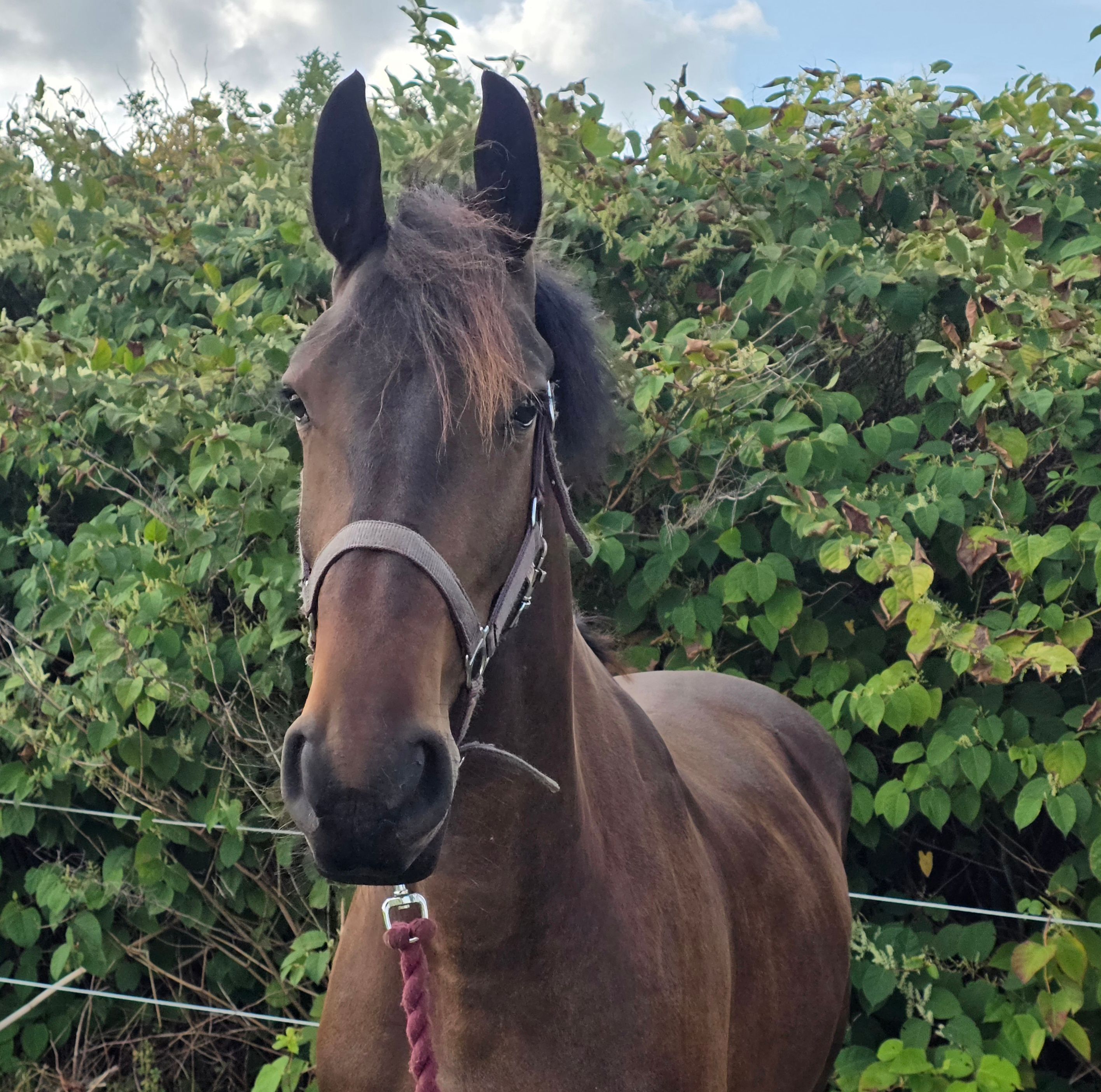 zangersheide springpaard ruin 2 år donkerbruin till salu - Foto 2