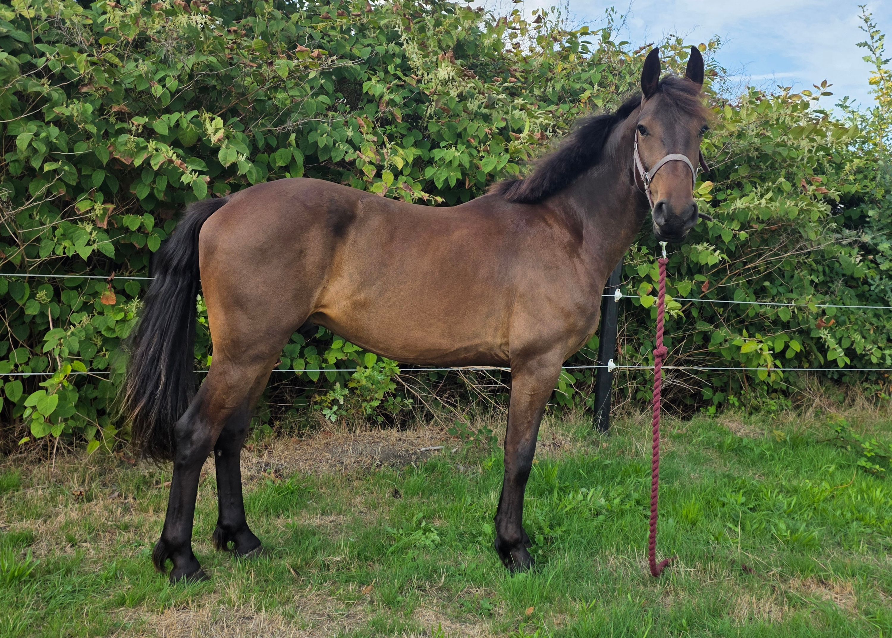 zangersheide springpaard ruin 2 år donkerbruin till salu - Foto 3