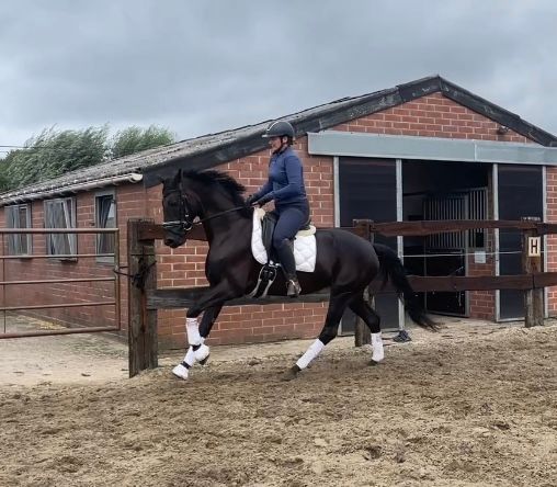 kwpn allround-pony merrie 5 Jahre alt zwart zu verkaufen - Foto 2