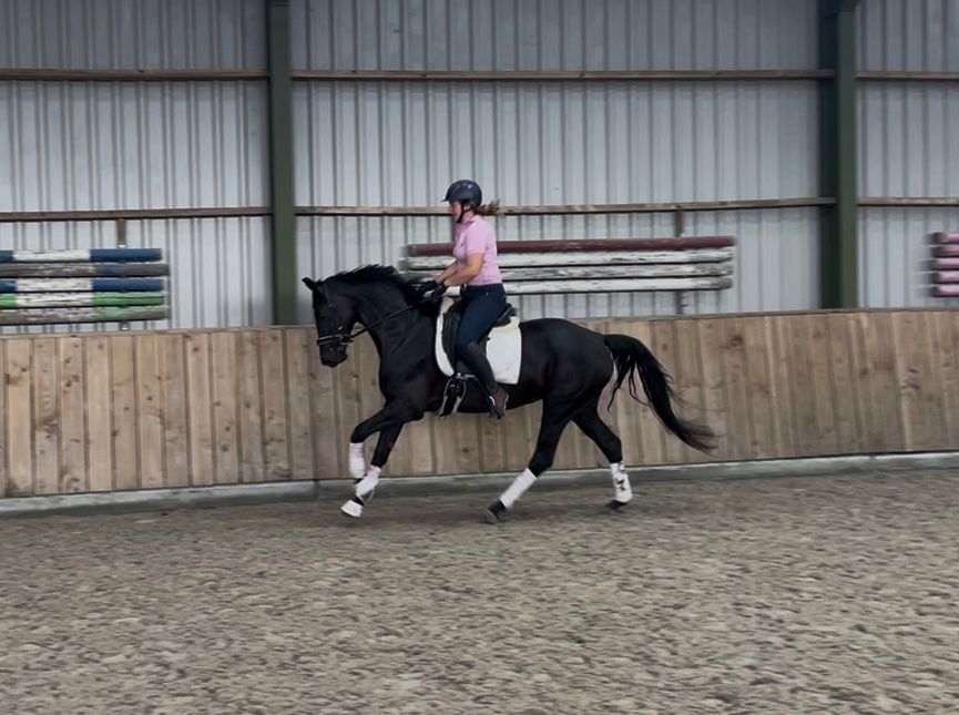kwpn allround-pony merrie 5 Jahre alt zwart zu verkaufen - Foto 3