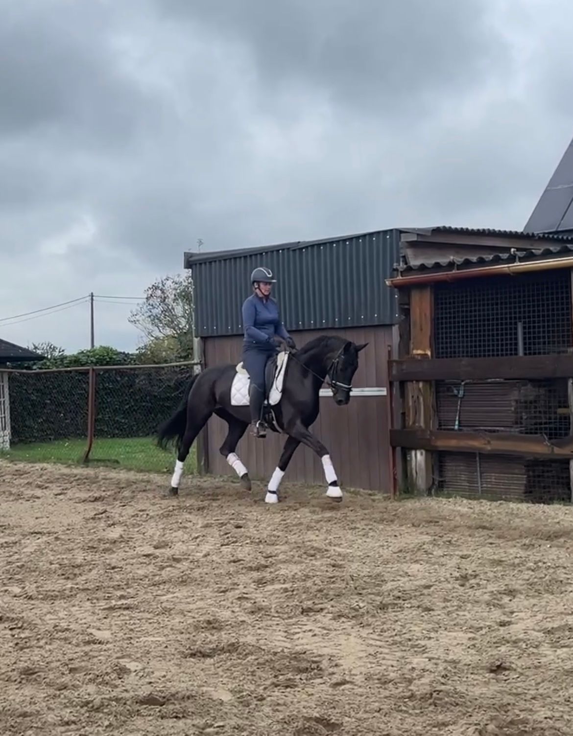 kwpn allround-pony merrie 5 Jahre alt zwart zu verkaufen - Foto 4