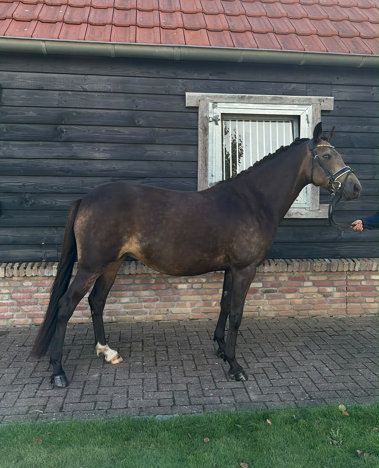 Sweet reliable sport pony